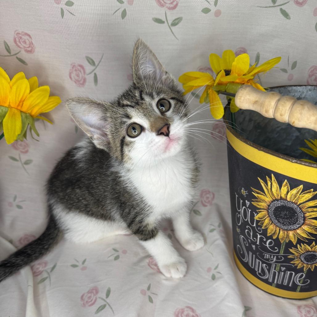 Brad, a Adoptable Domestic Short Hair in Mount Vernon, IL image 6/6