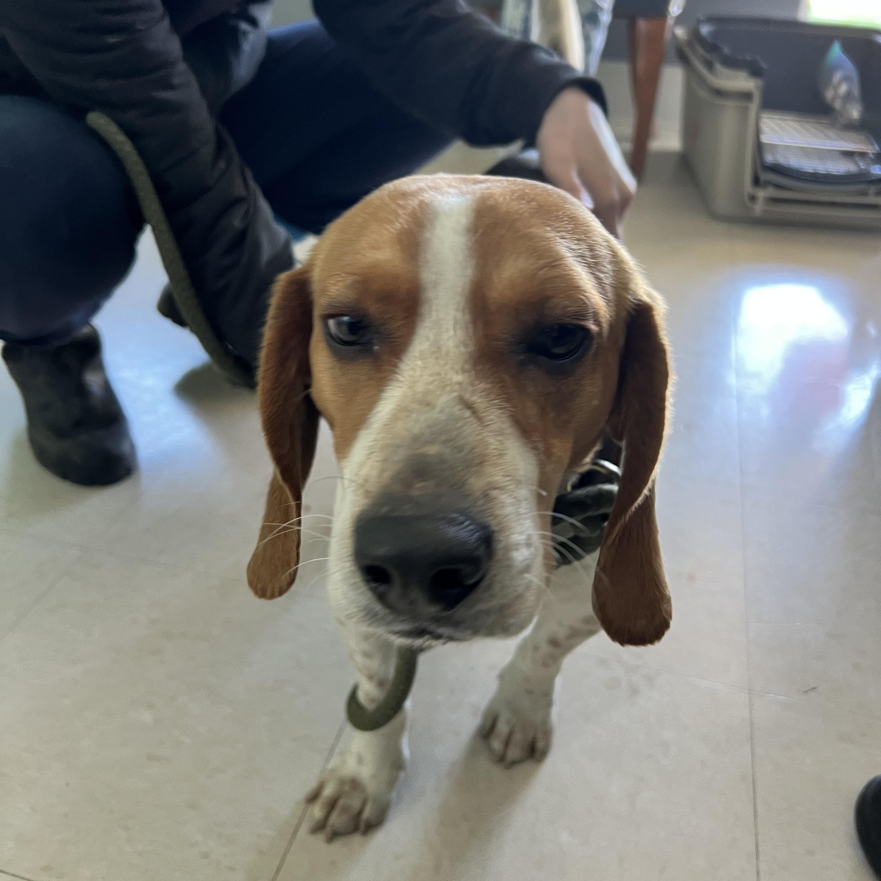 Enlarge Leprechaun Larry, a ADOPTABLE Beagle in Culpeper, VA image 2/2