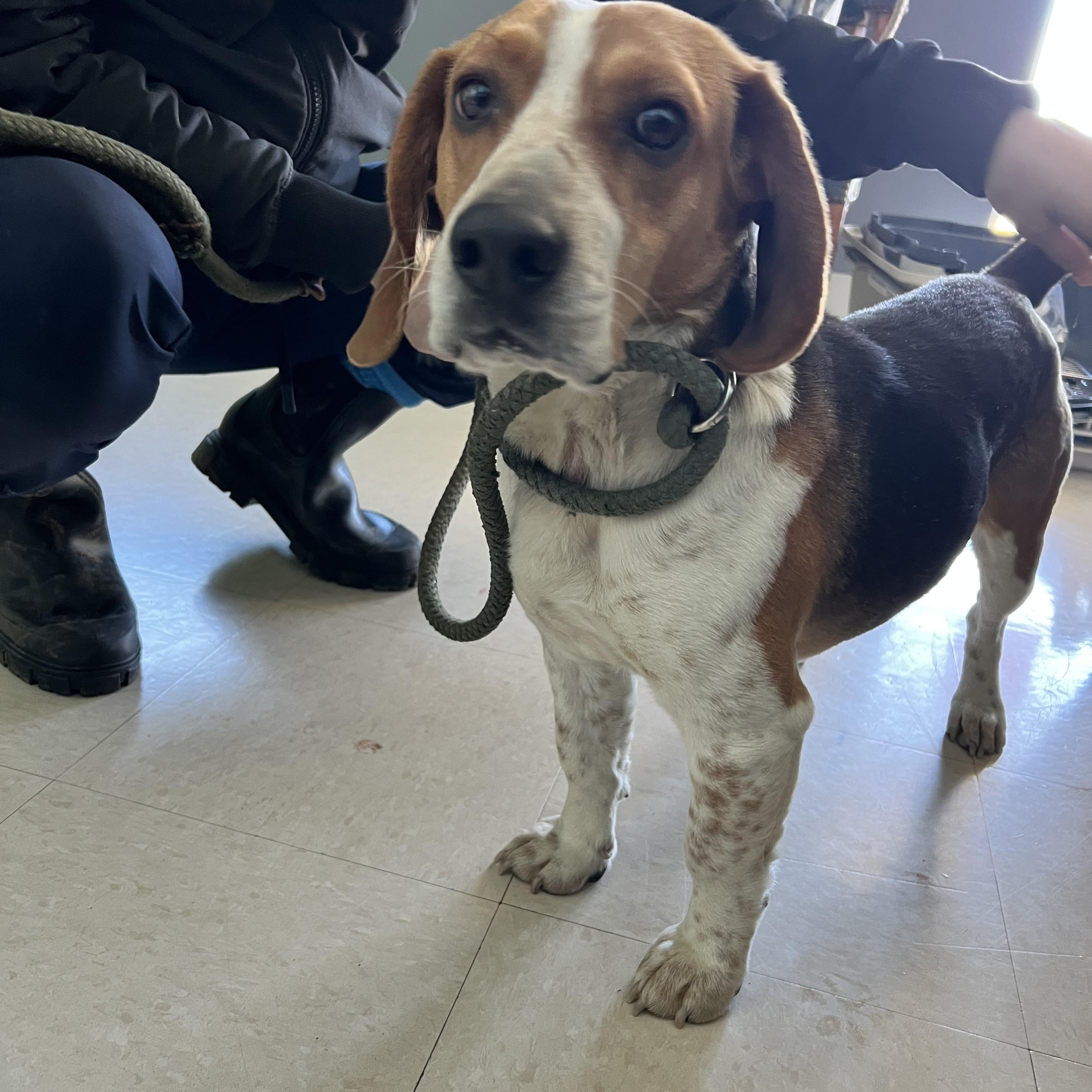 Leprechaun Larry, ADOPTABLE, Young Male Beagle.