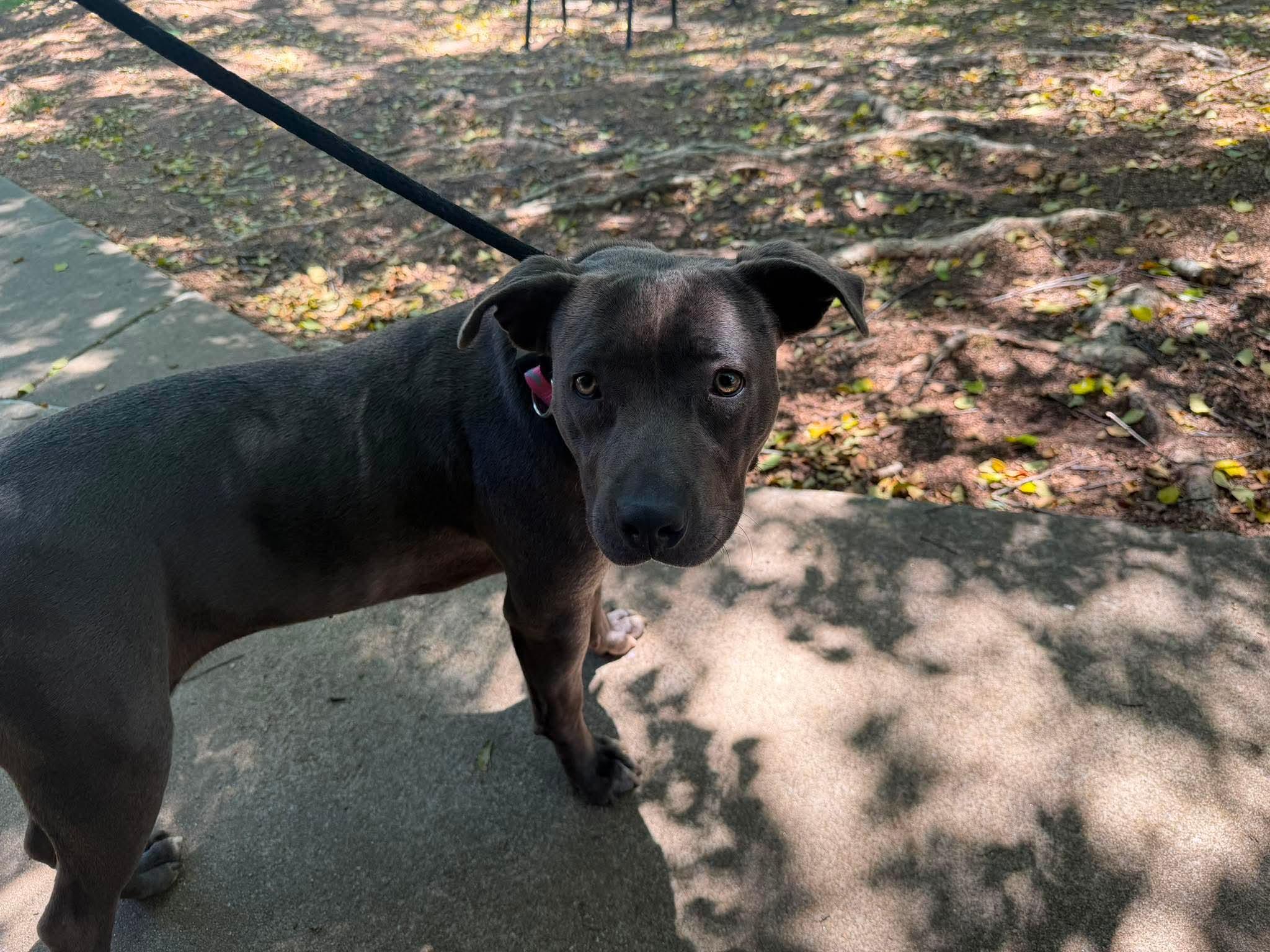Bunny, a Adoptable mixed breed in Crystal Lake, IL image 2/2