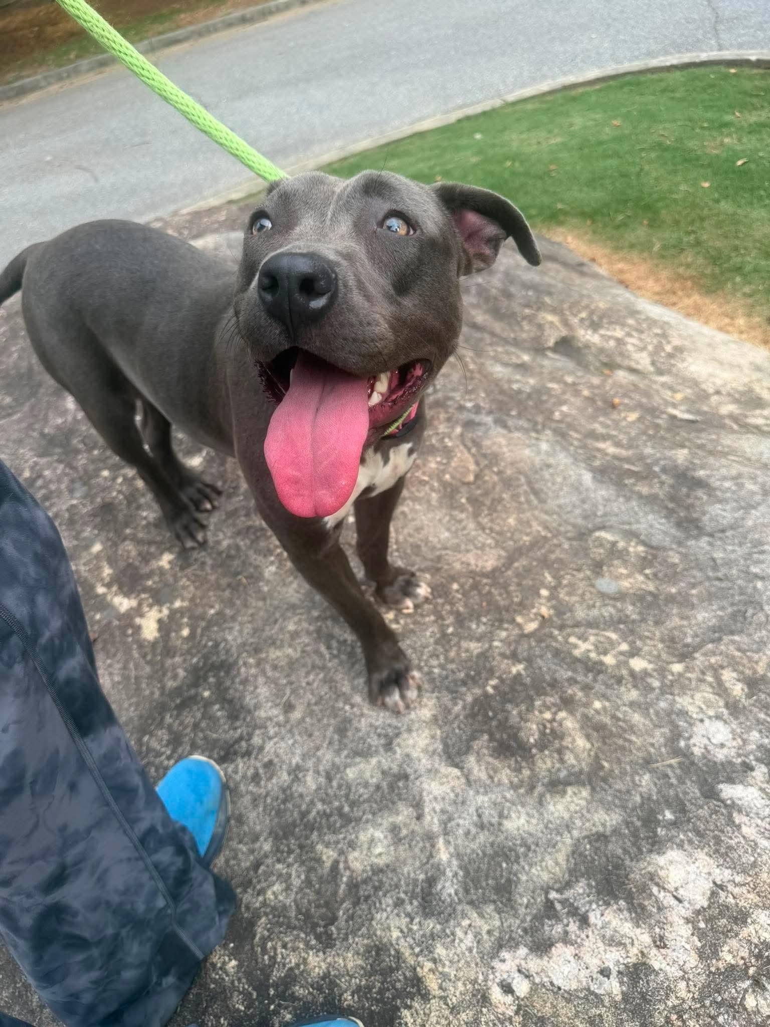 Bunny, Adoptable, Young Female Pit Bull Terrier.