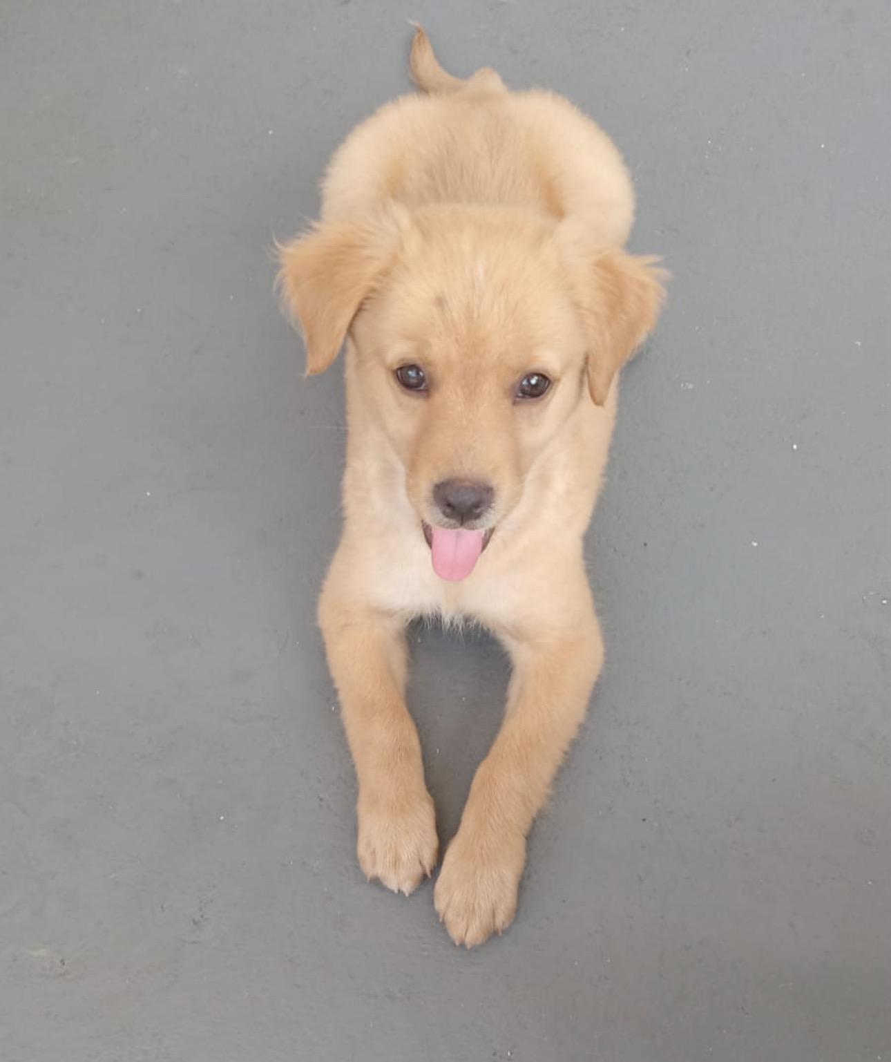 CANELA, an adopted mixed breed in New York, NY image 2/6