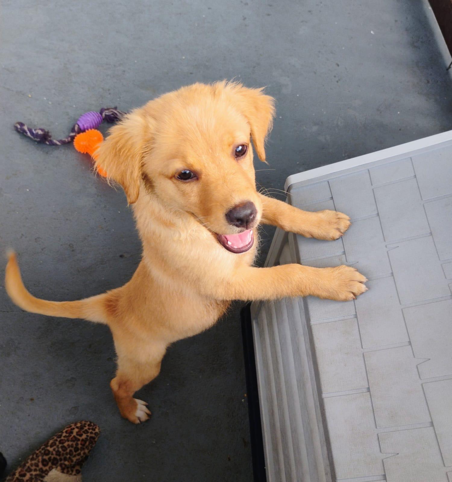 CANELA, an adopted mixed breed in New York, NY image 4/6