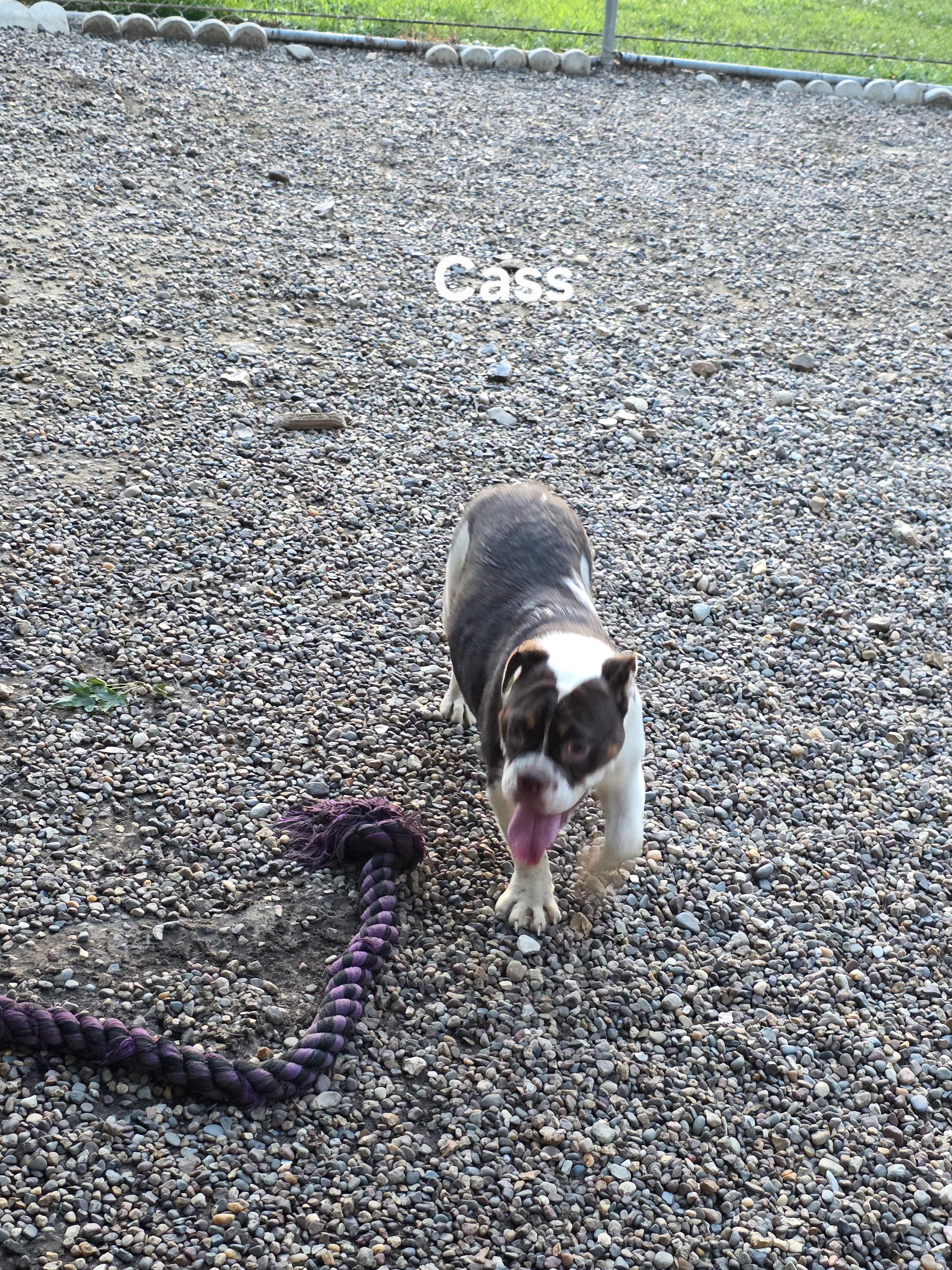 Cass photo 5