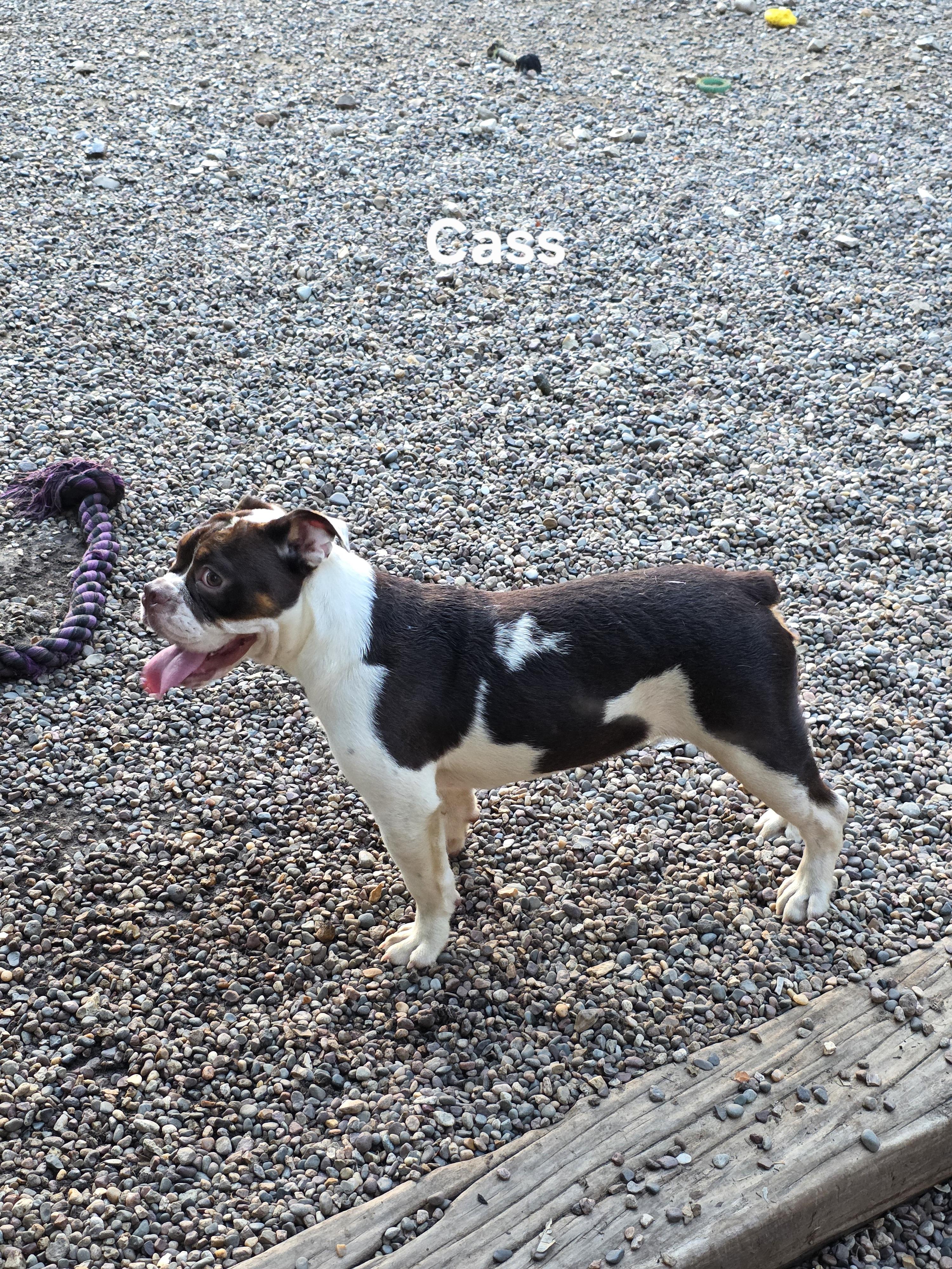 Cass photo 6