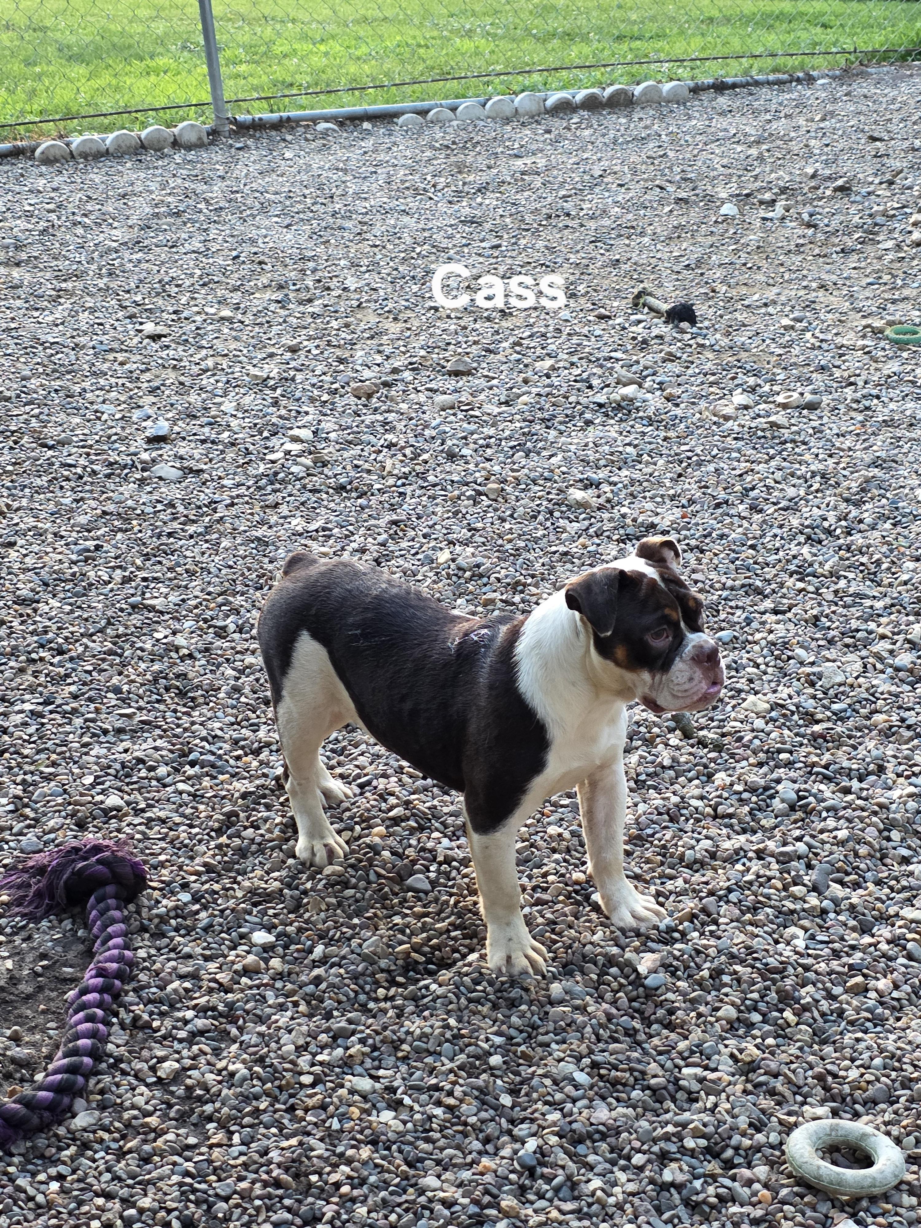 Cass photo 4