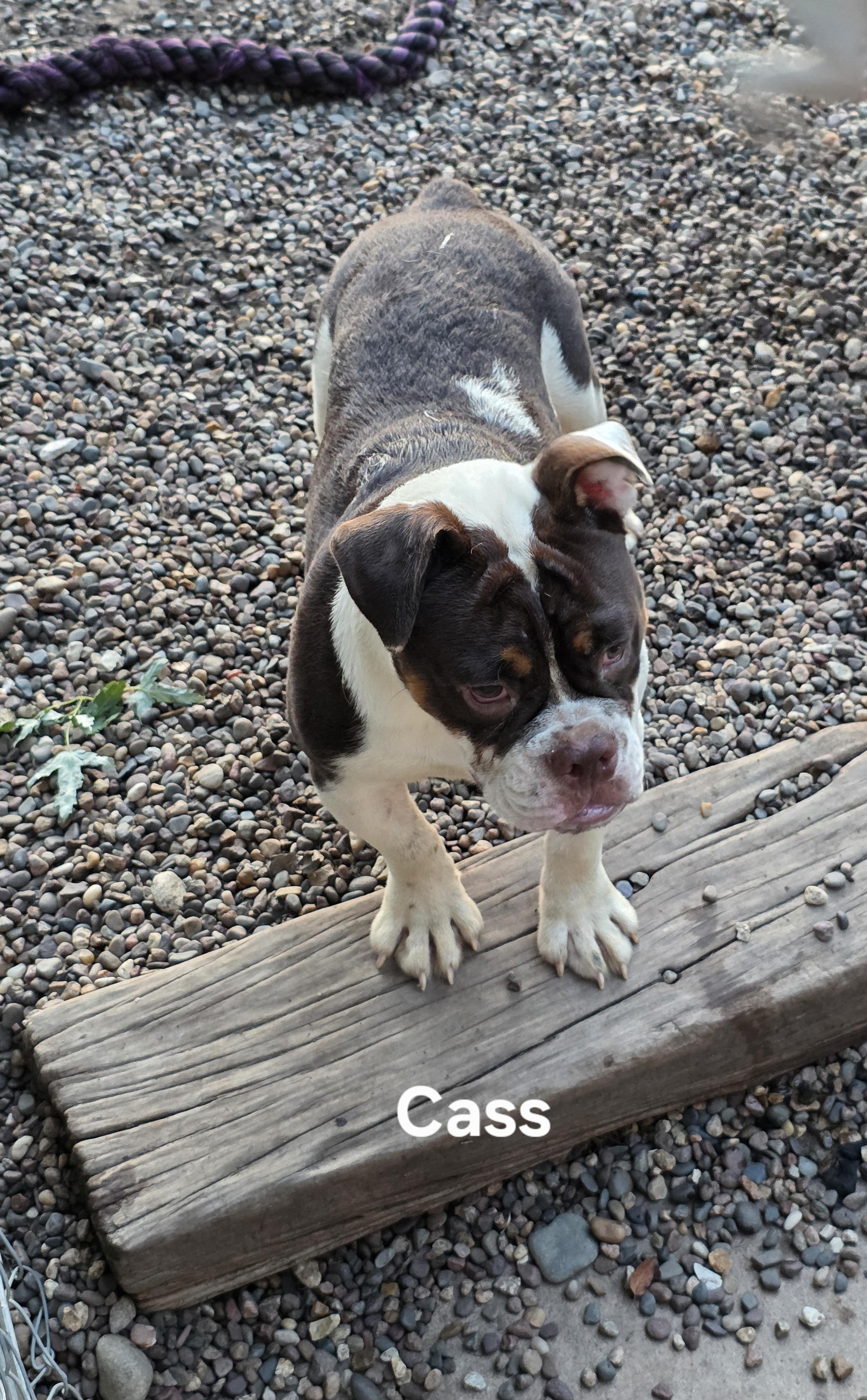 Cass photo 2