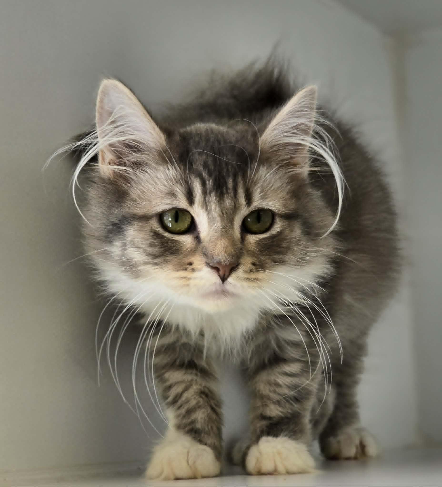 Enlarge Thumbelina, an adopted Domestic Long Hair in Grants Pass, OR image 2/3