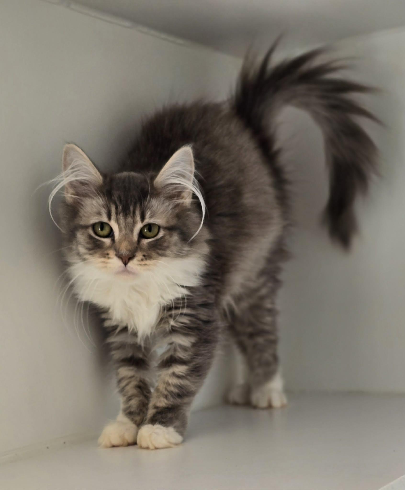 Enlarge Thumbelina, an adopted Domestic Long Hair in Grants Pass, OR image 3/3