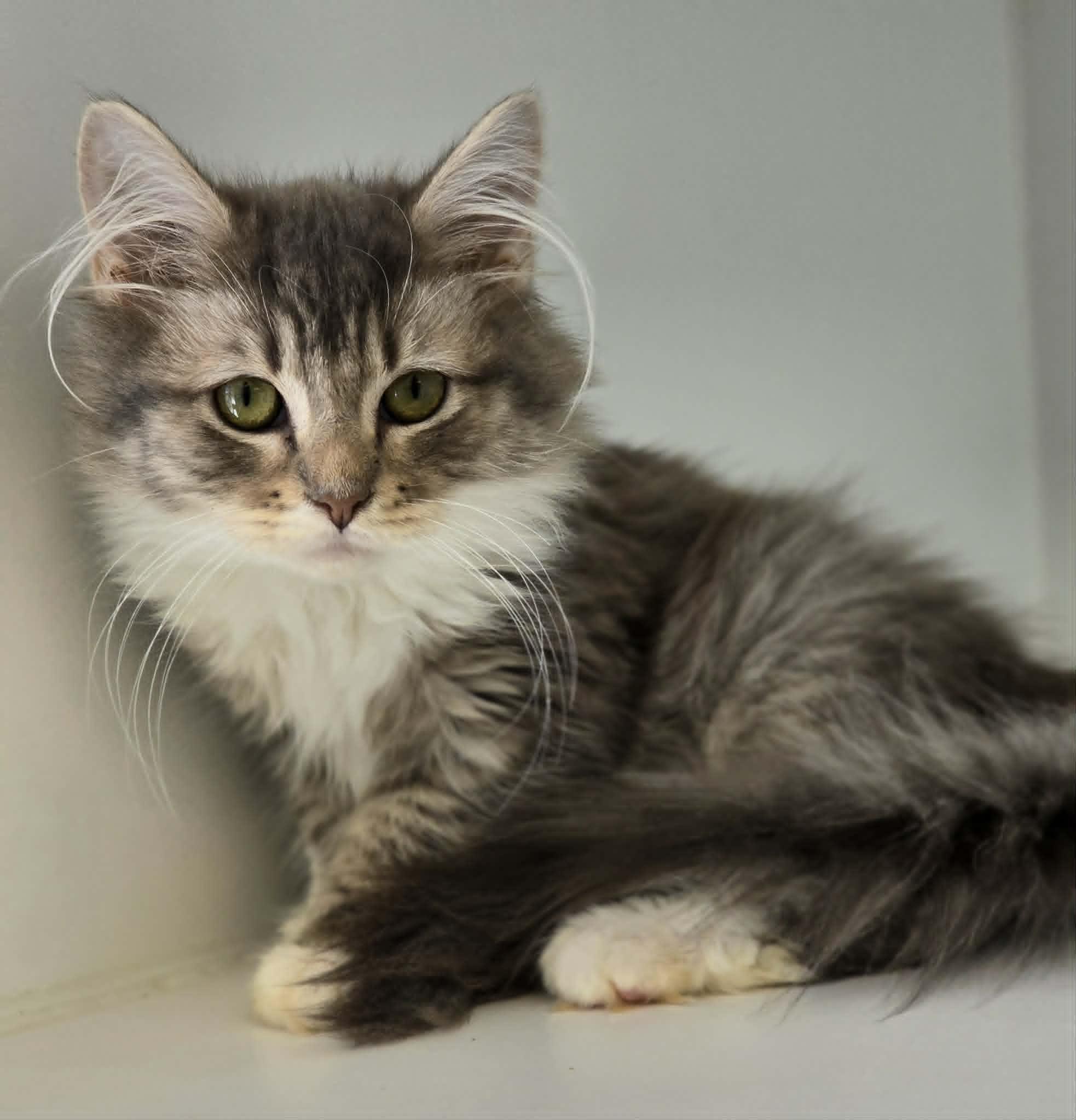 Enlarge Thumbelina, an adopted Domestic Long Hair in Grants Pass, OR image 1/3
