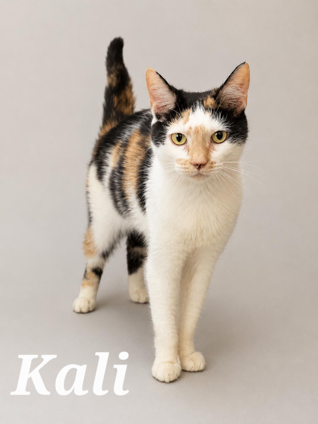 Kali, ADOPTABLE, Young Female Calico.