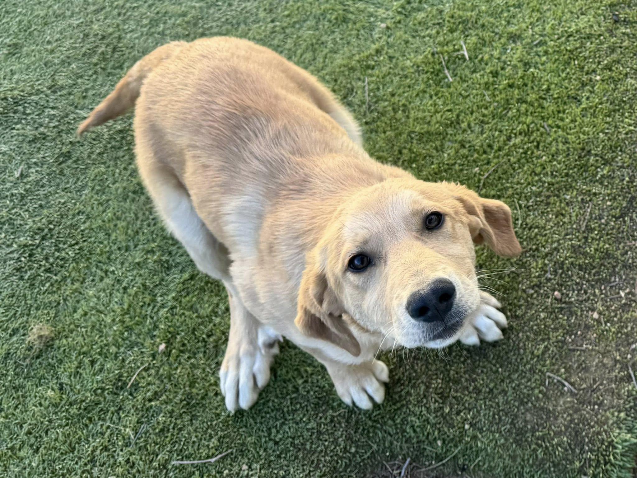 Enlarge Rachel, an adopted mixed breed in Agua Dulce, CA image 6/6