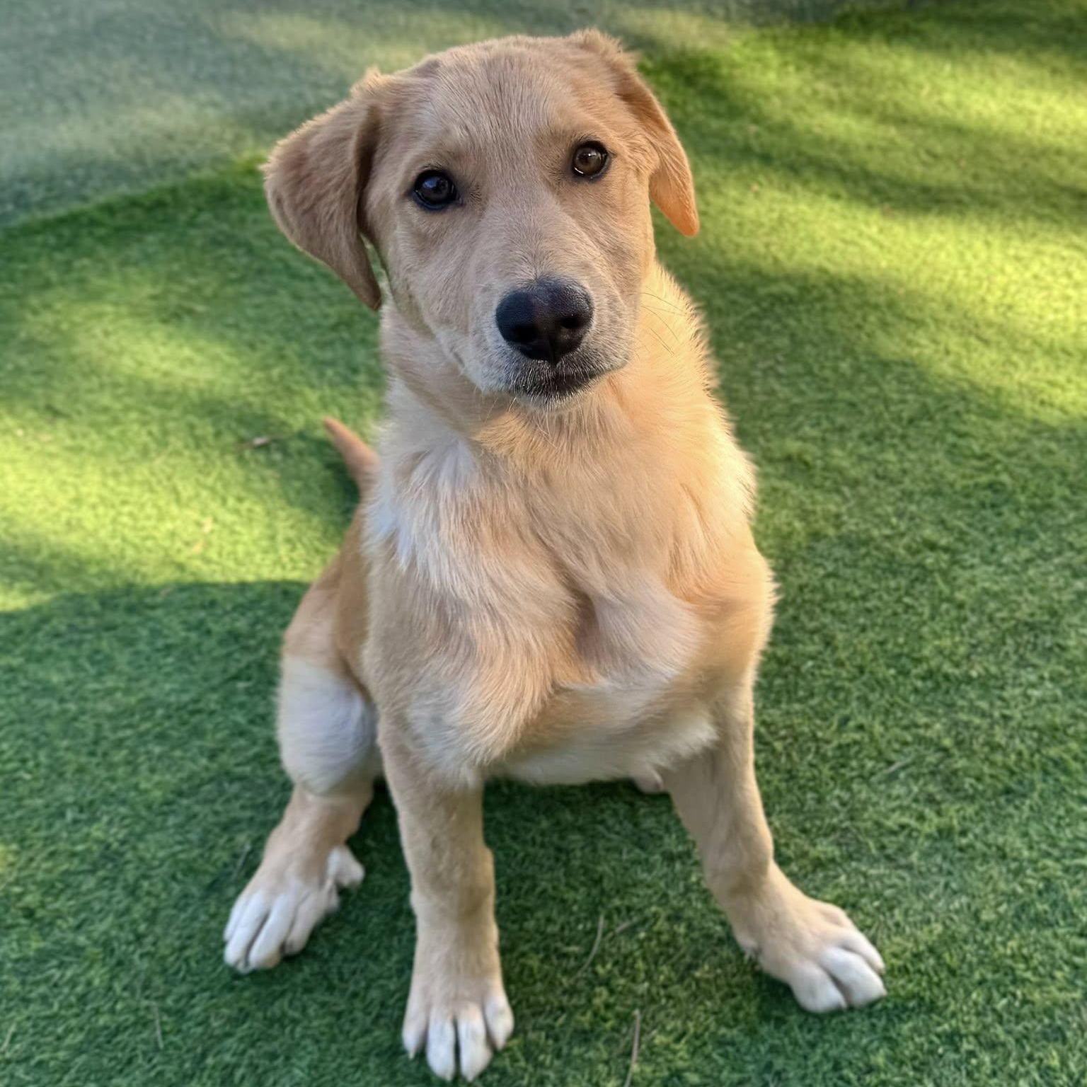 Rachel, adopted, Puppy Female Golden Retriever & Labrador Retriever.