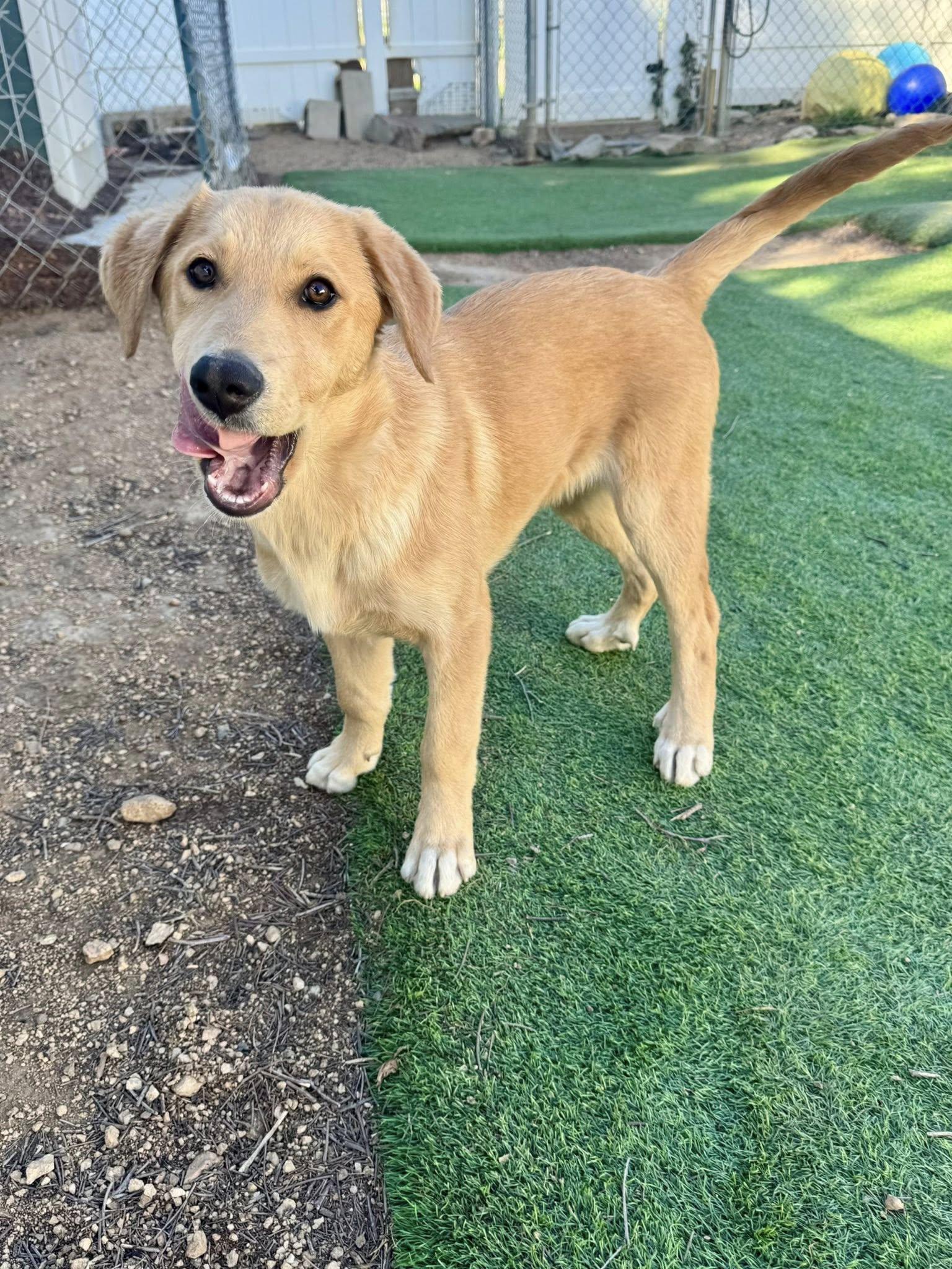 Enlarge Rachel, an adopted mixed breed in Agua Dulce, CA image 2/6