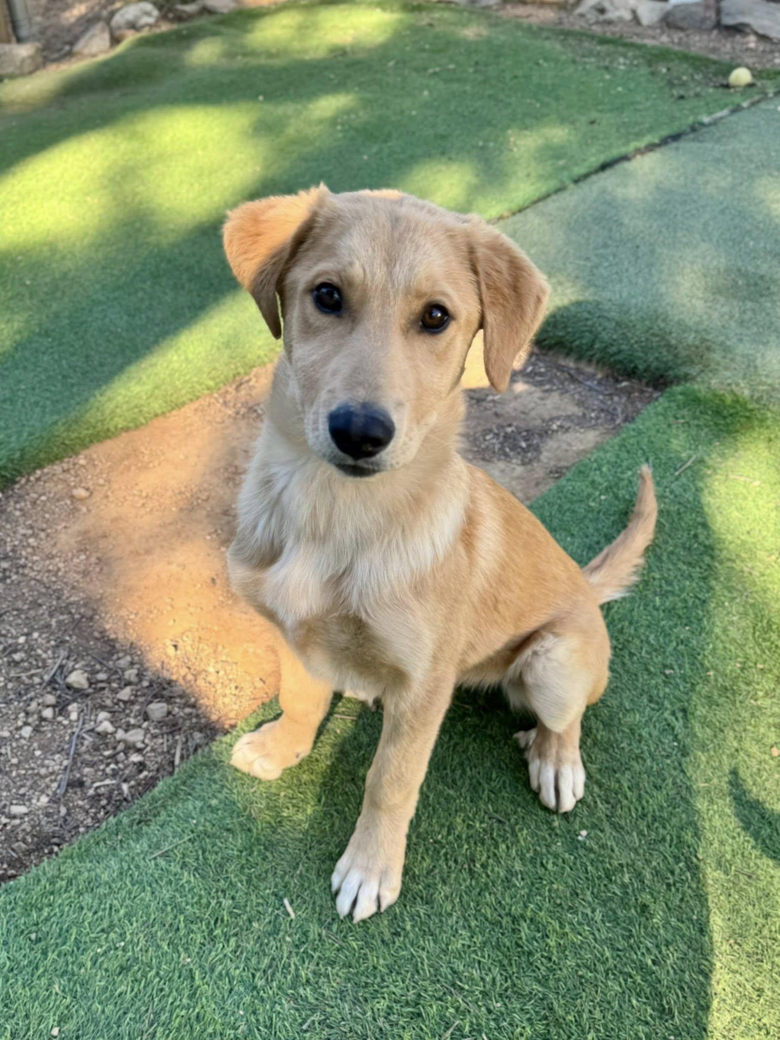 Enlarge Rachel, an adopted mixed breed in Agua Dulce, CA image 3/6