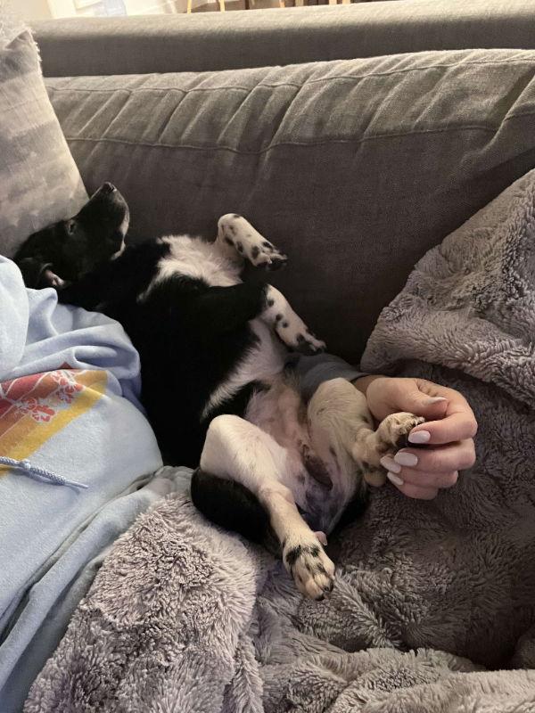 Archie, Adopted, Young Male Dachshund & Chihuahua.