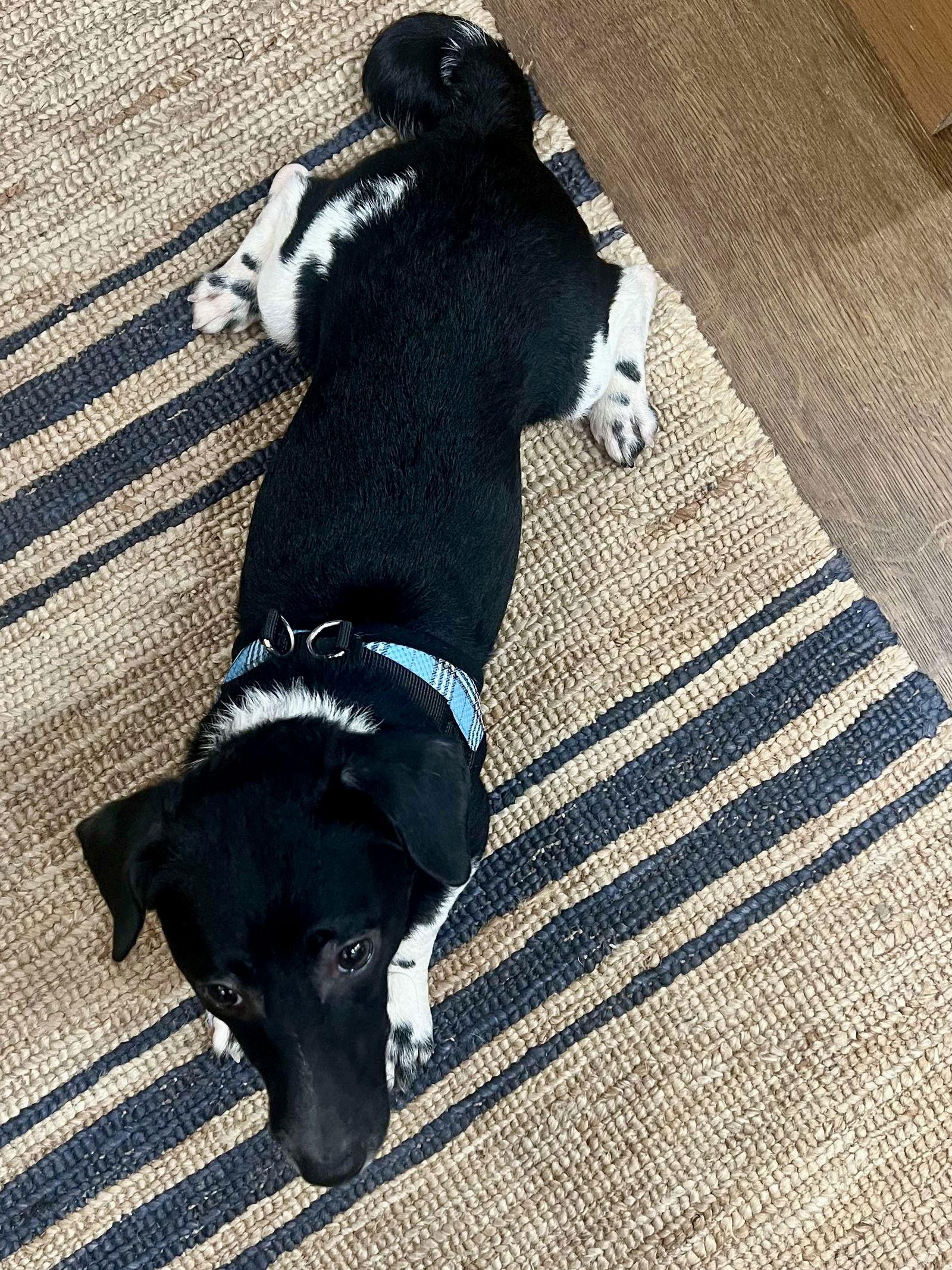 Enlarge Archie, a Adopted mixed breed in San Francisco, CA image 2/3