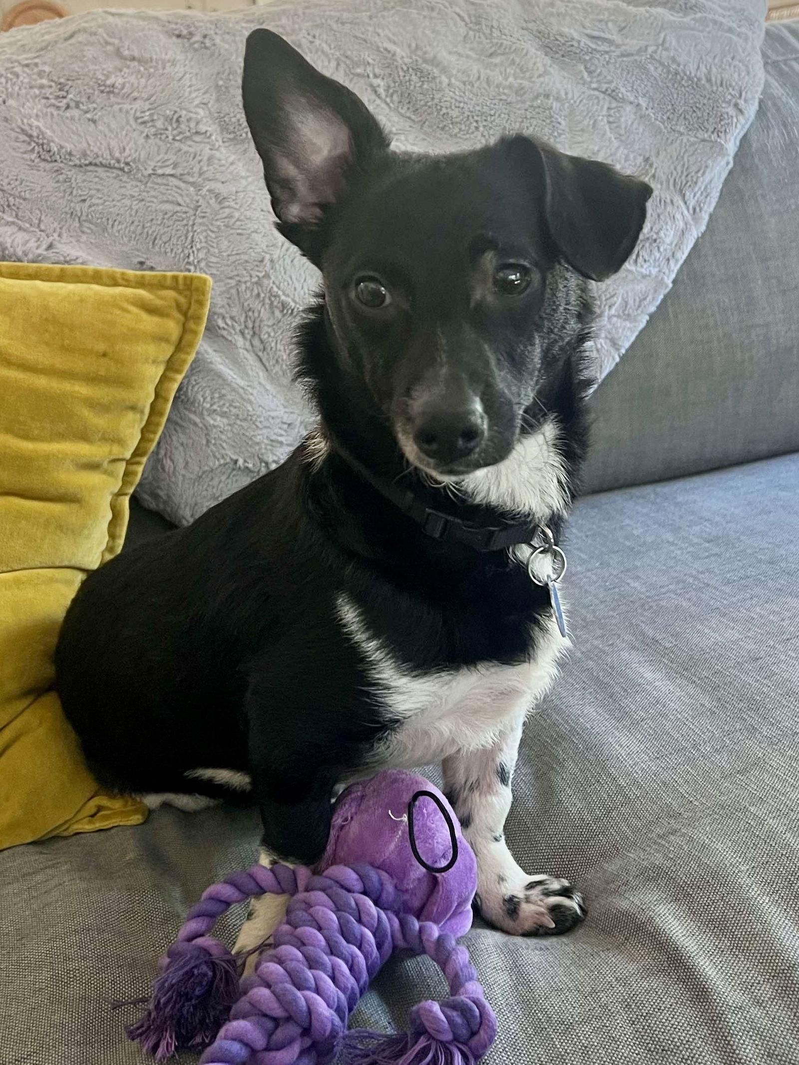 Enlarge Archie, a Adopted mixed breed in San Francisco, CA image 3/3