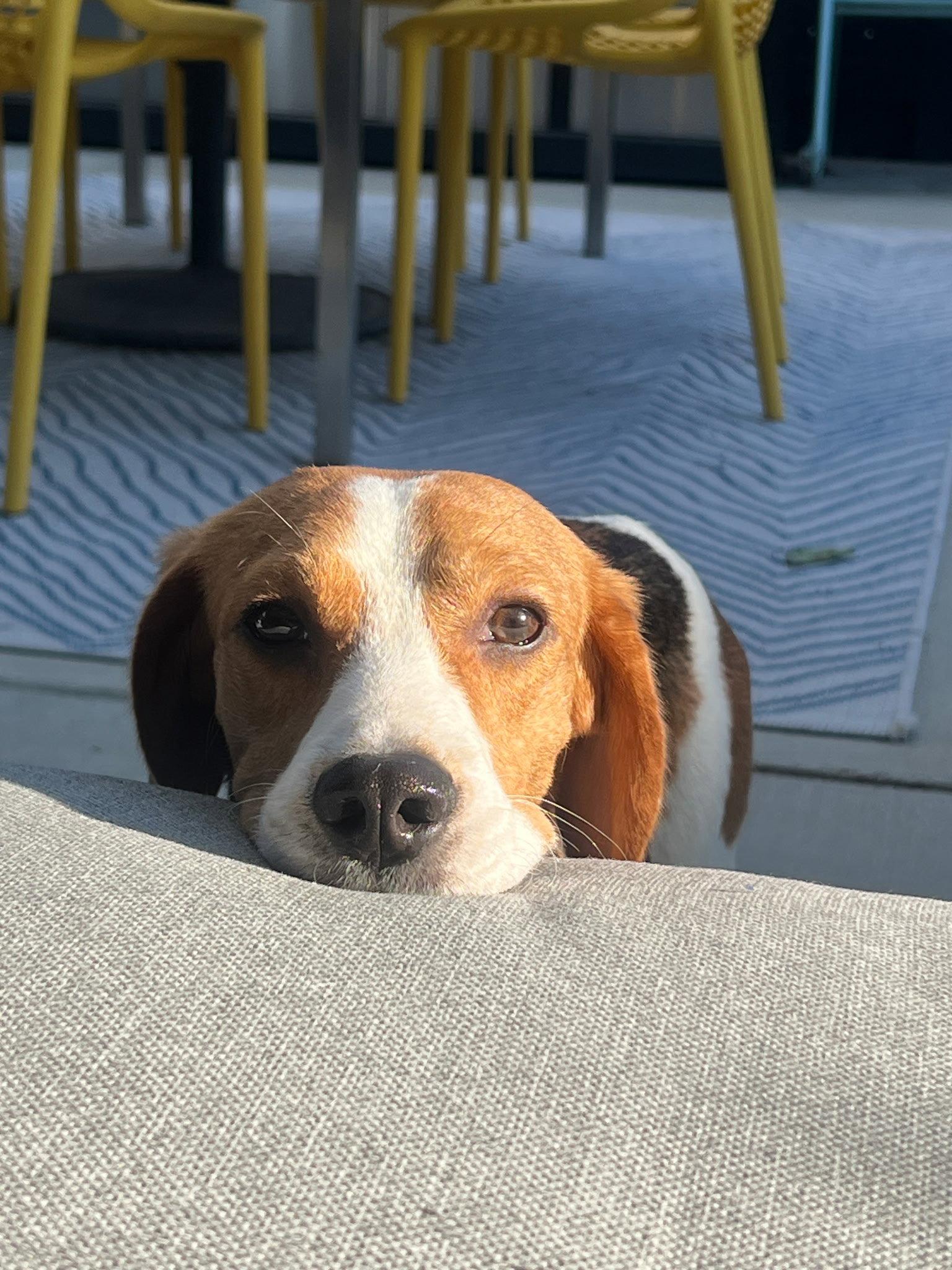 Bernie, Adopted, Adult Male Beagle.