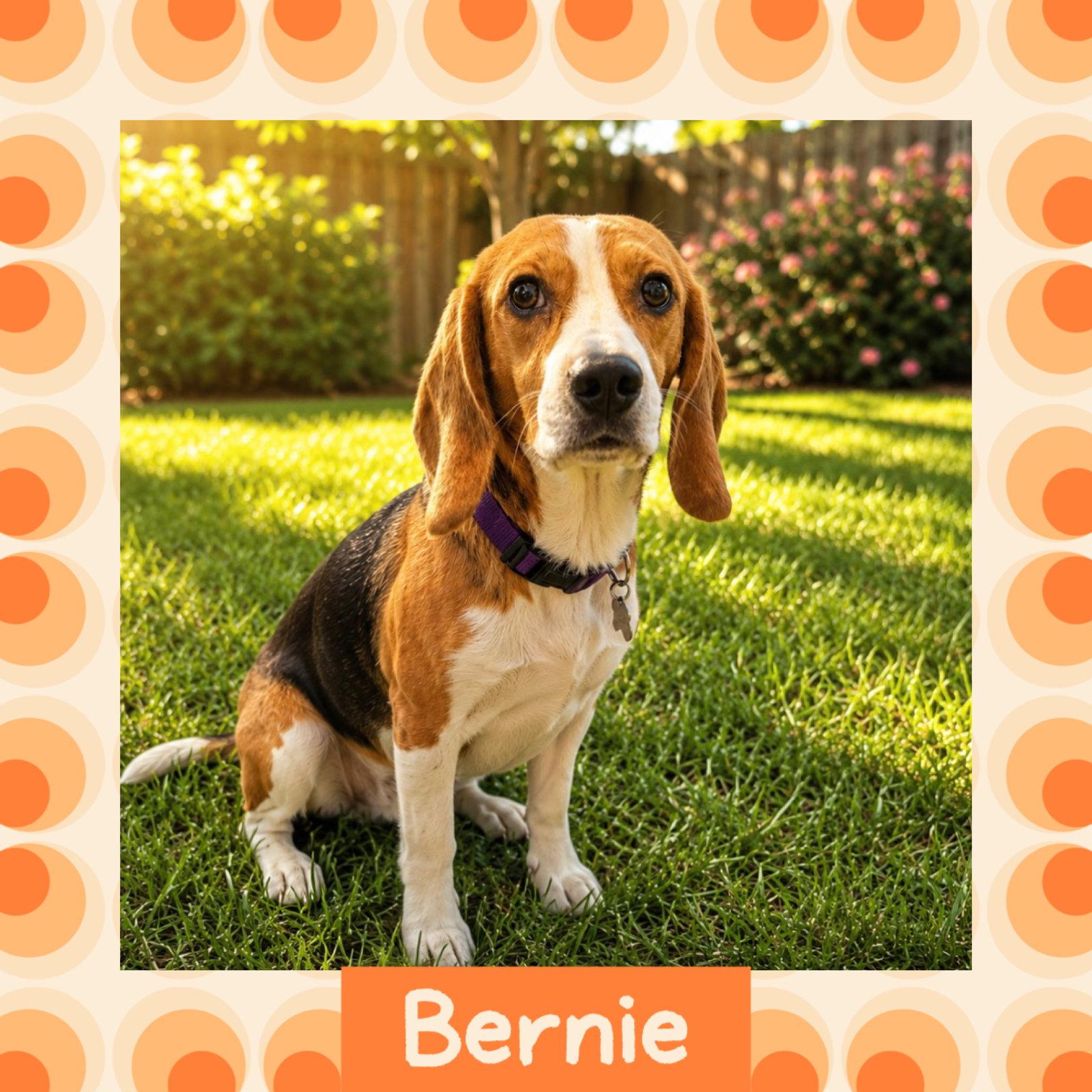 Bernie, a Adopted Beagle in Littleton, CO image 2/3