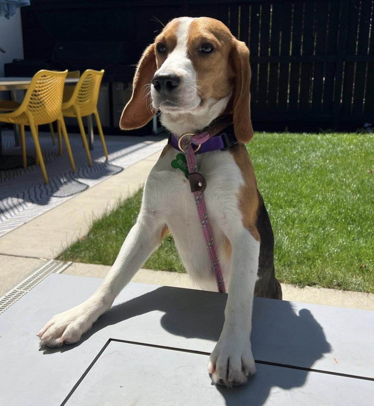Bernie, a Adopted Beagle in Littleton, CO image 3/3
