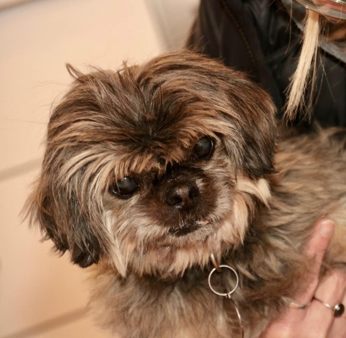 Enlarge Cocoa, a ADOPTABLE Shih Tzu in POTOMAC, MD image 2/4
