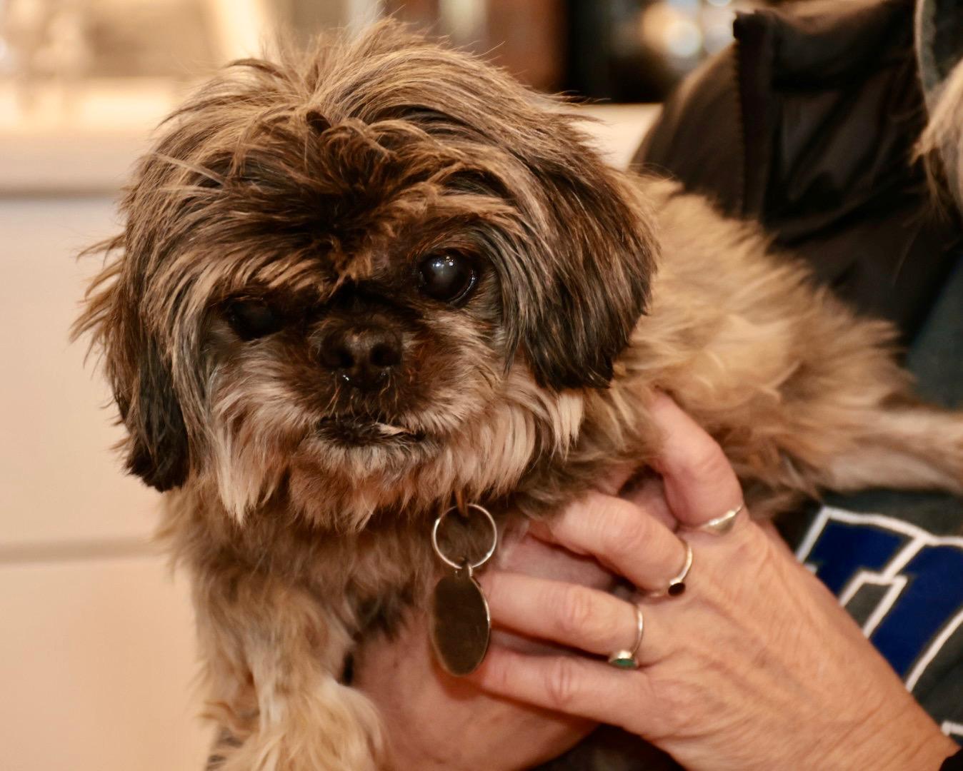 Enlarge Cocoa, a ADOPTABLE Shih Tzu in POTOMAC, MD image 3/4