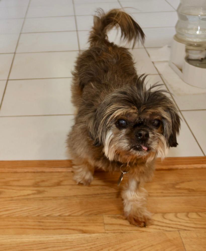 Cocoa, ADOPTABLE, Adult Female Shih Tzu.