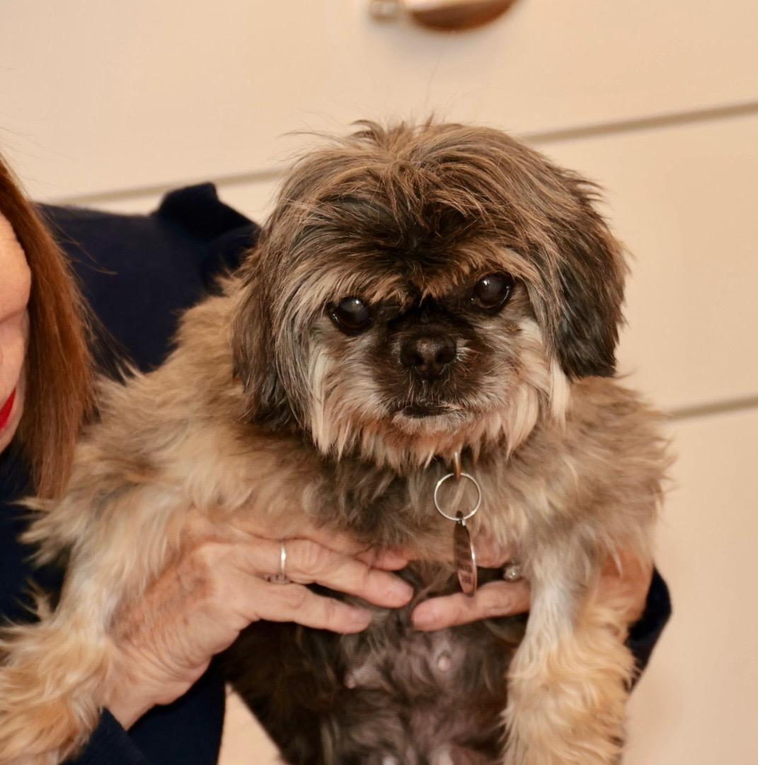Enlarge Cocoa, a ADOPTABLE Shih Tzu in POTOMAC, MD image 4/4