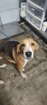 Klondike, ADOPTABLE, Young Male Mixed Breed.