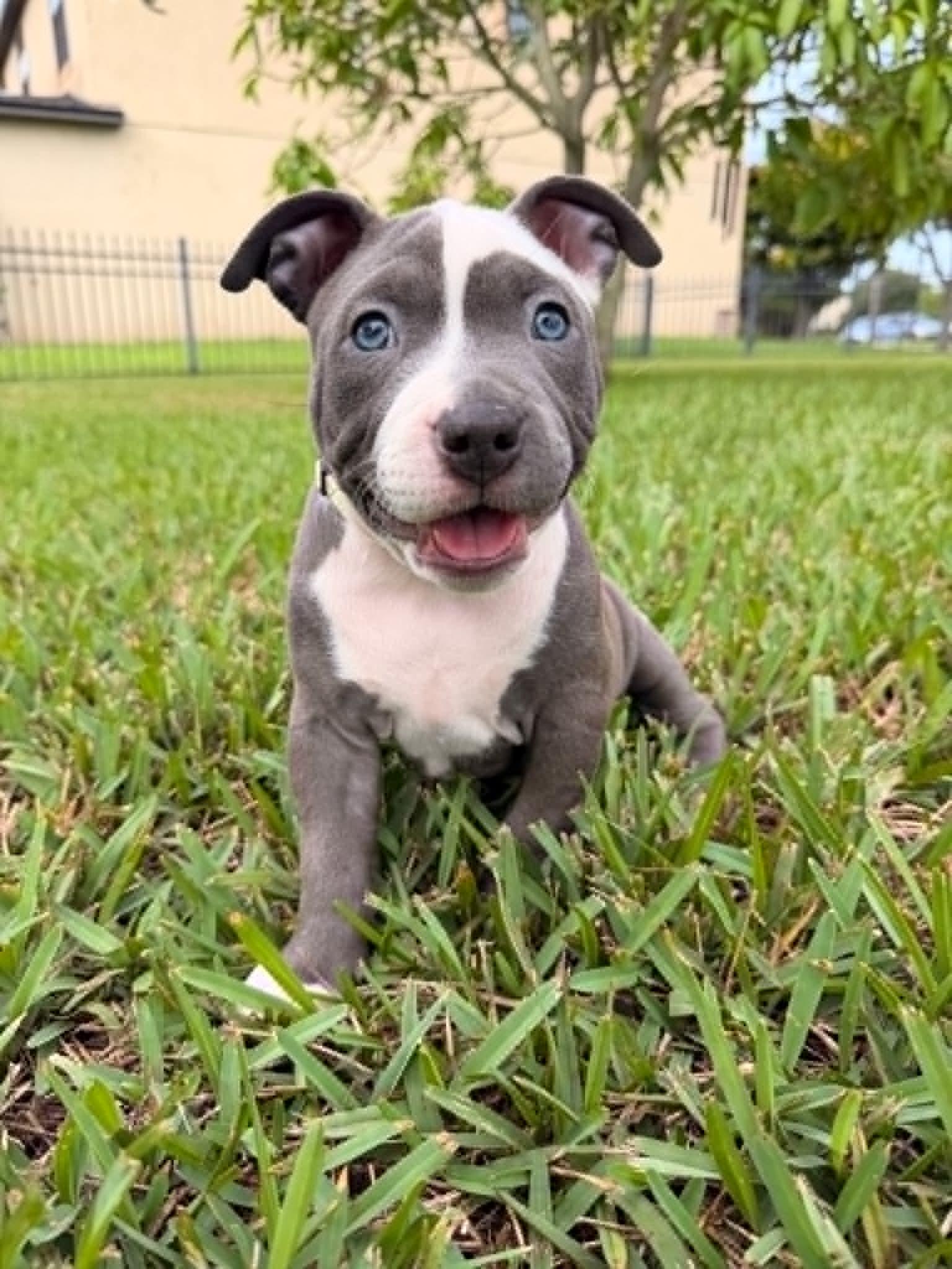 Pearl, adopted, Puppy Female American Bully & Pit Bull Terrier.