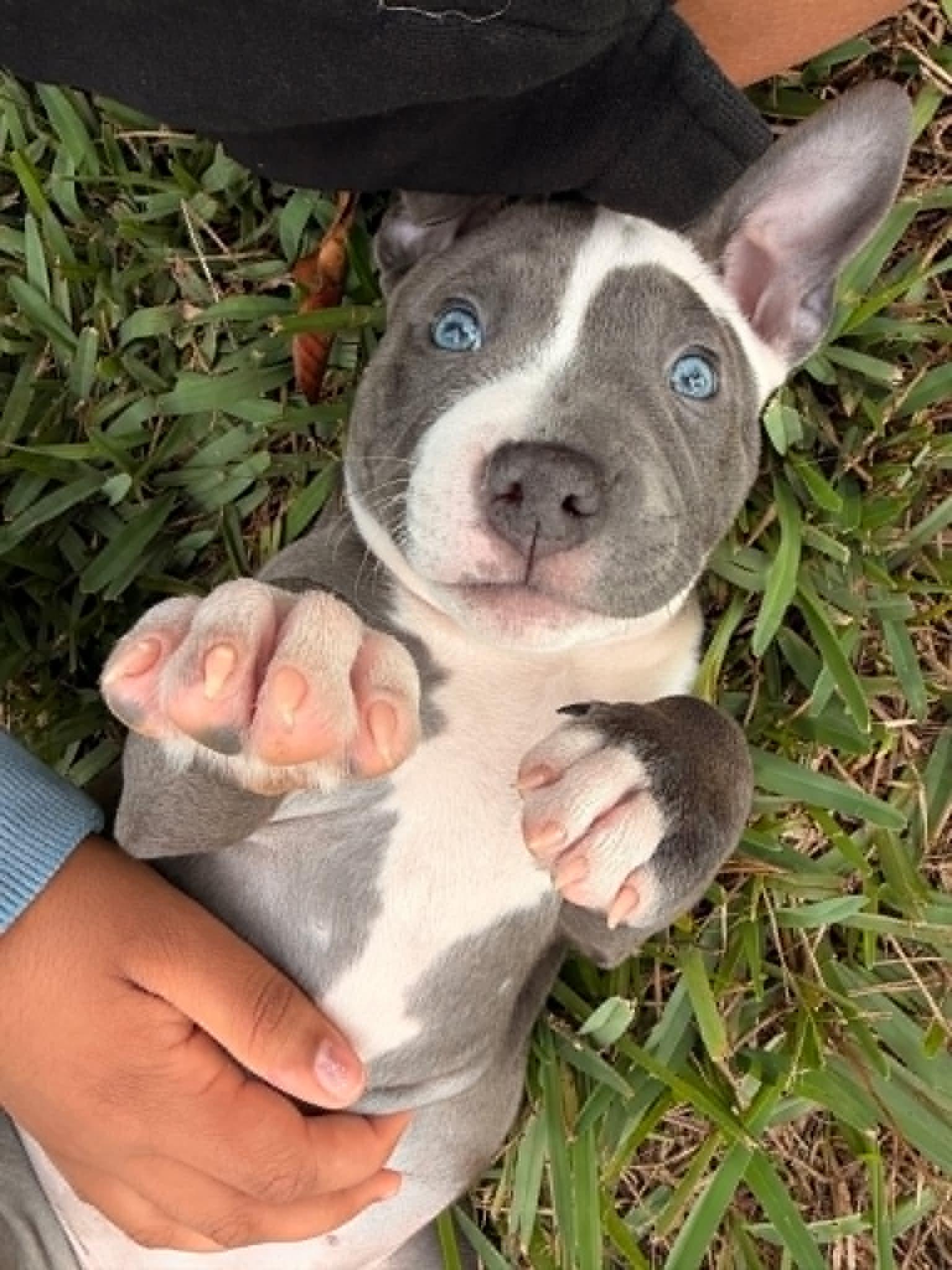Pearl, an adopted mixed breed in New Port Richey, FL image 3/4