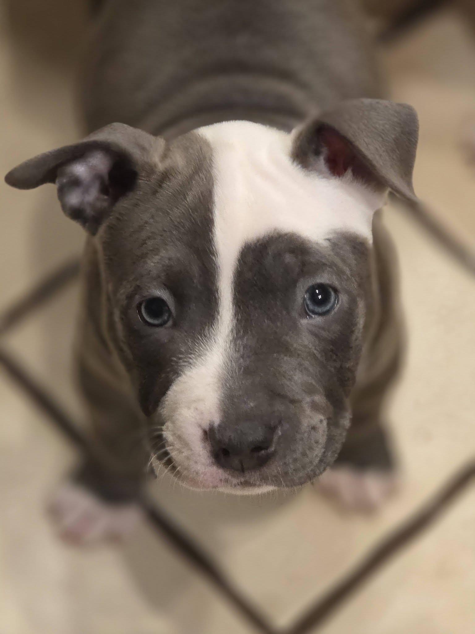 Pearl, an adopted mixed breed in New Port Richey, FL image 4/4