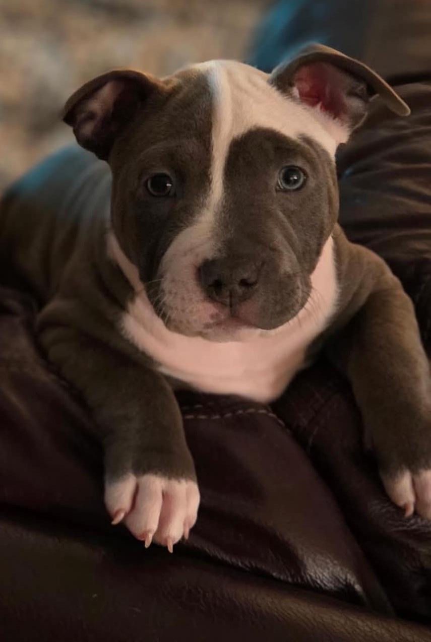 Pearl, an adopted mixed breed in New Port Richey, FL image 2/4