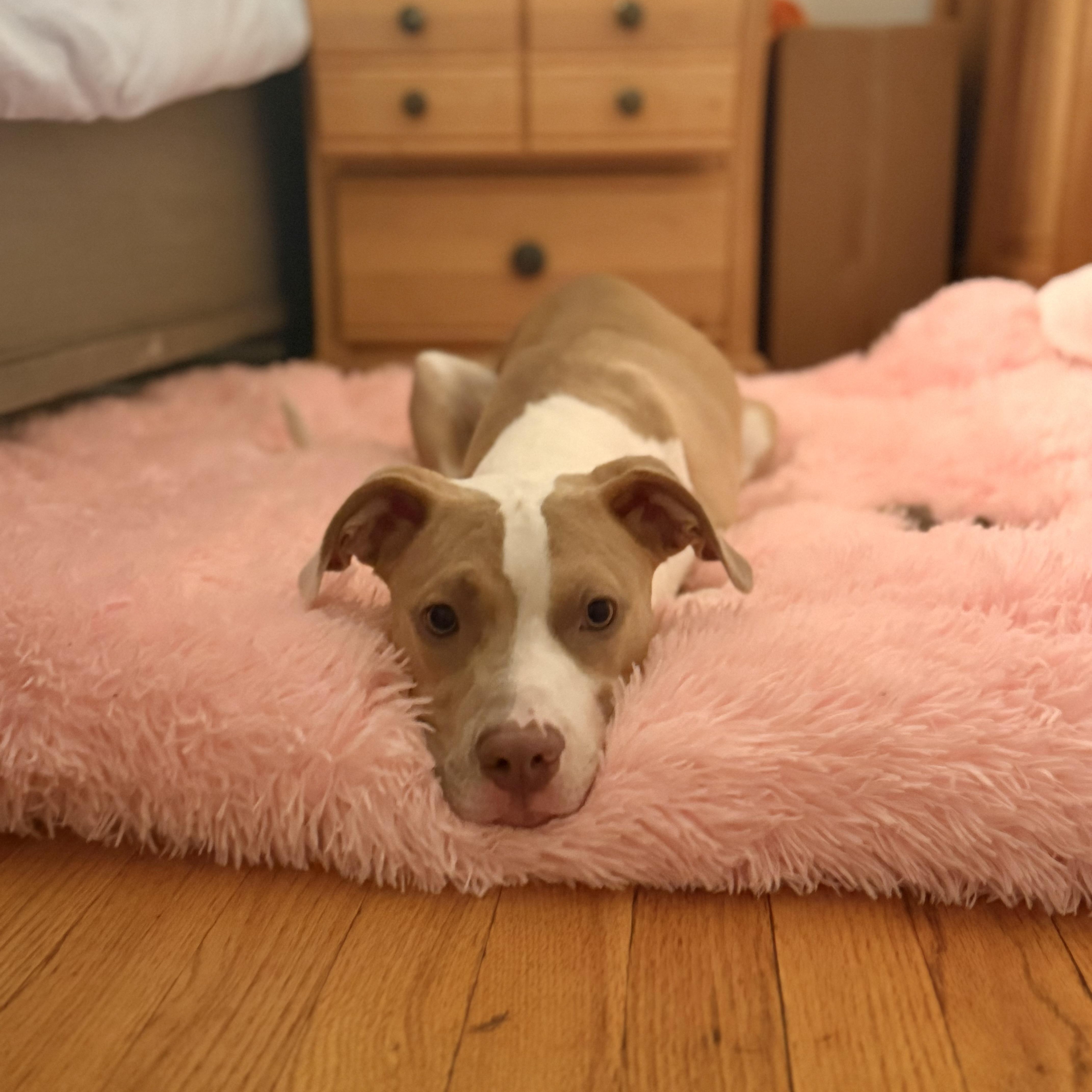 Enlarge Honey Bee, a Adopted Pit Bull Terrier in Westchester, IL image 6/6