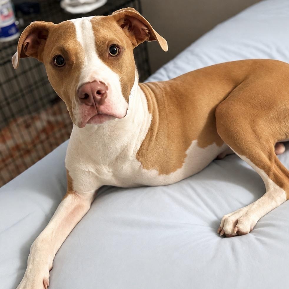 Enlarge Honey Bee, a Adopted Pit Bull Terrier in Westchester, IL image 3/6