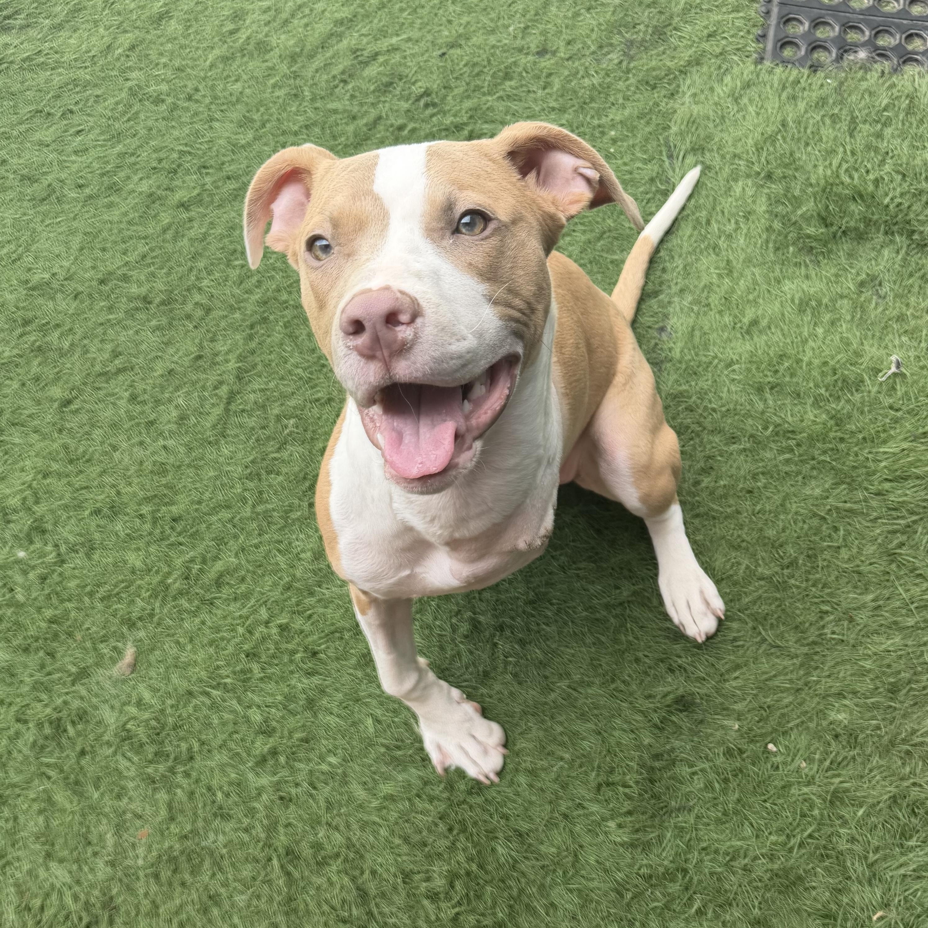 Enlarge Honey Bee, a Adopted Pit Bull Terrier in Westchester, IL image 2/6