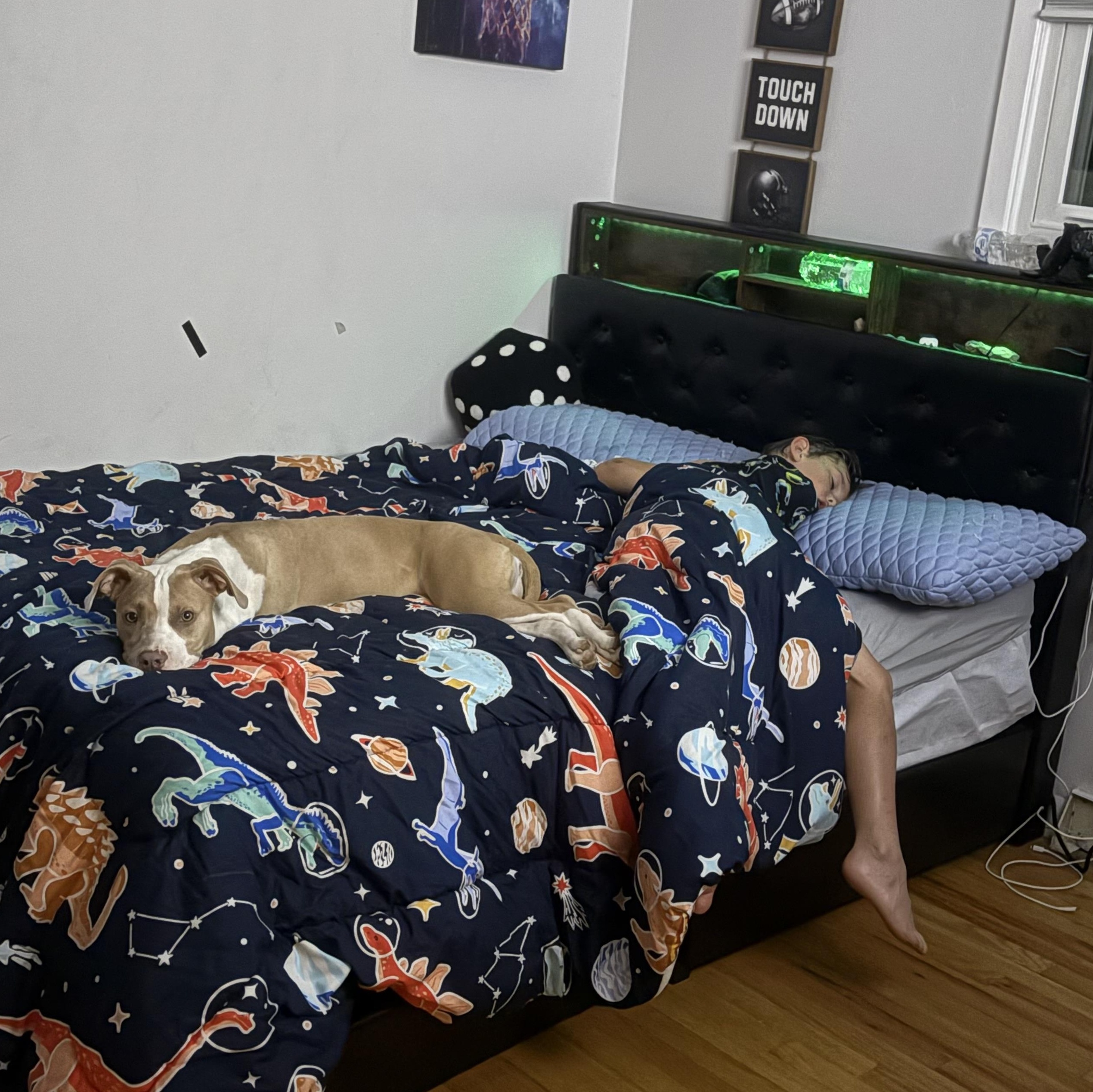 Enlarge Honey Bee, a Adopted Pit Bull Terrier in Westchester, IL image 5/6