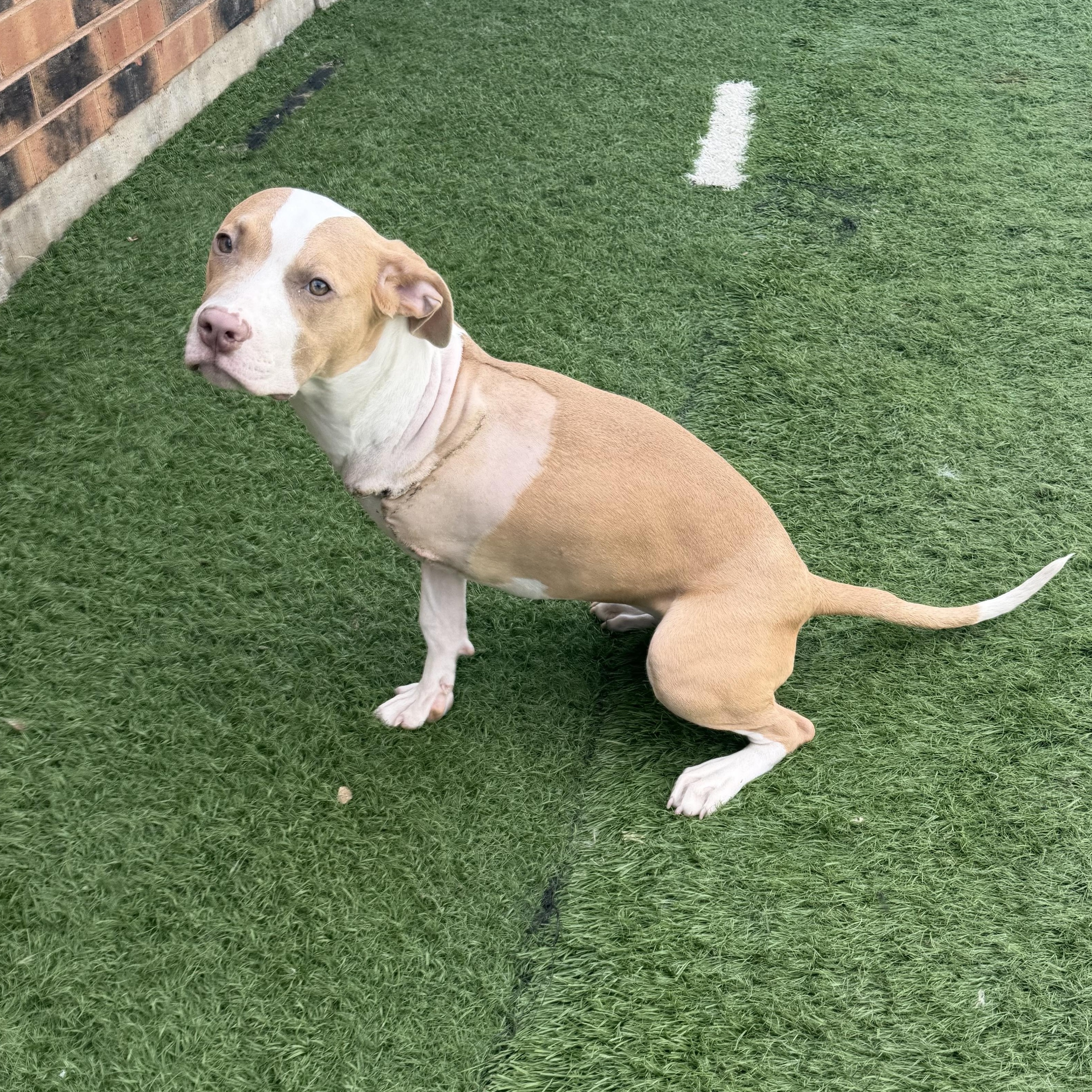 Enlarge Honey Bee, a Adopted Pit Bull Terrier in Westchester, IL image 4/6