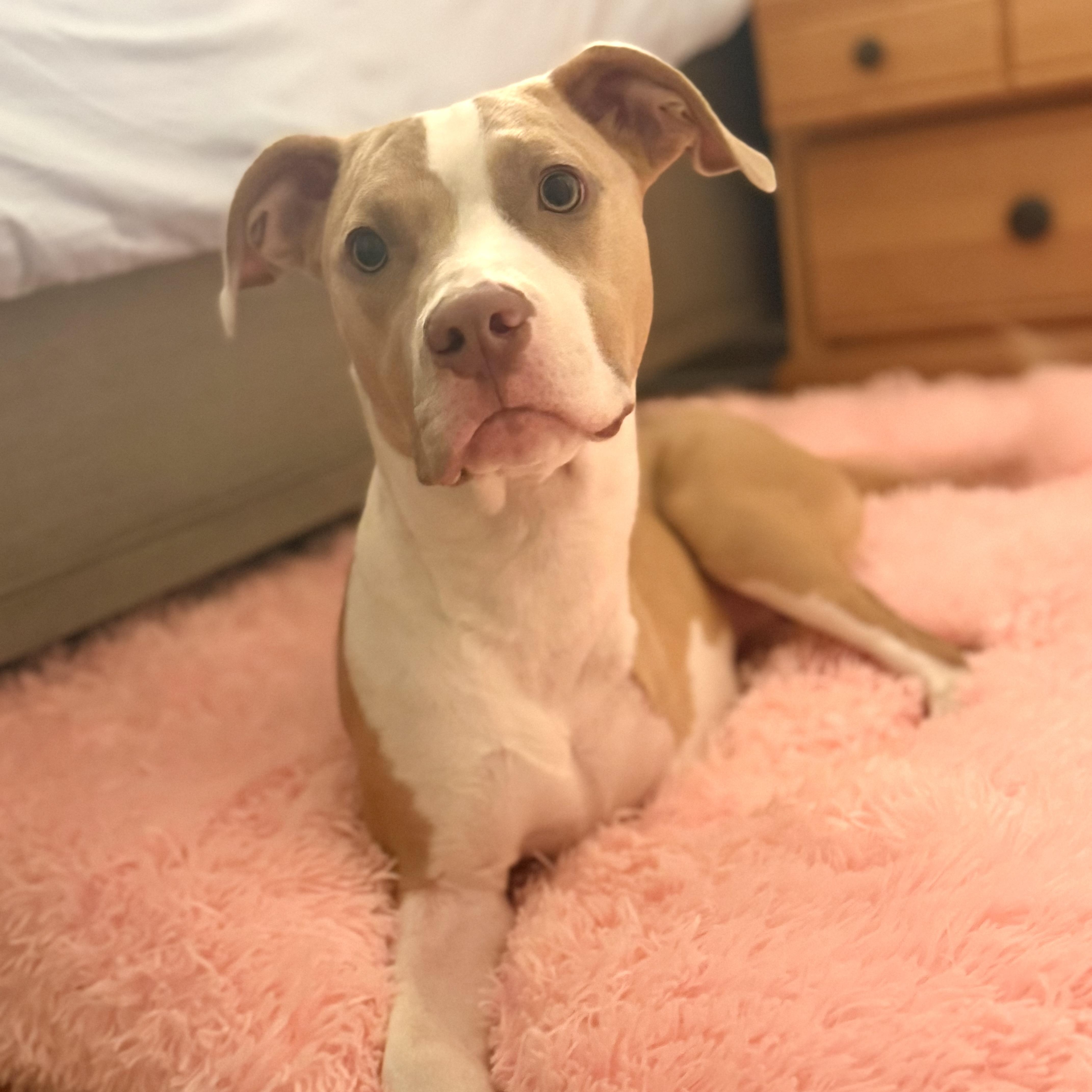 Honey Bee, Adopted, Puppy Female Pit Bull Terrier.
