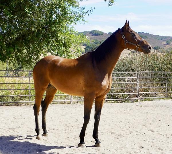 Enlarge Rupert, a Adoptable mixed breed in Monterey, CA image 1/1