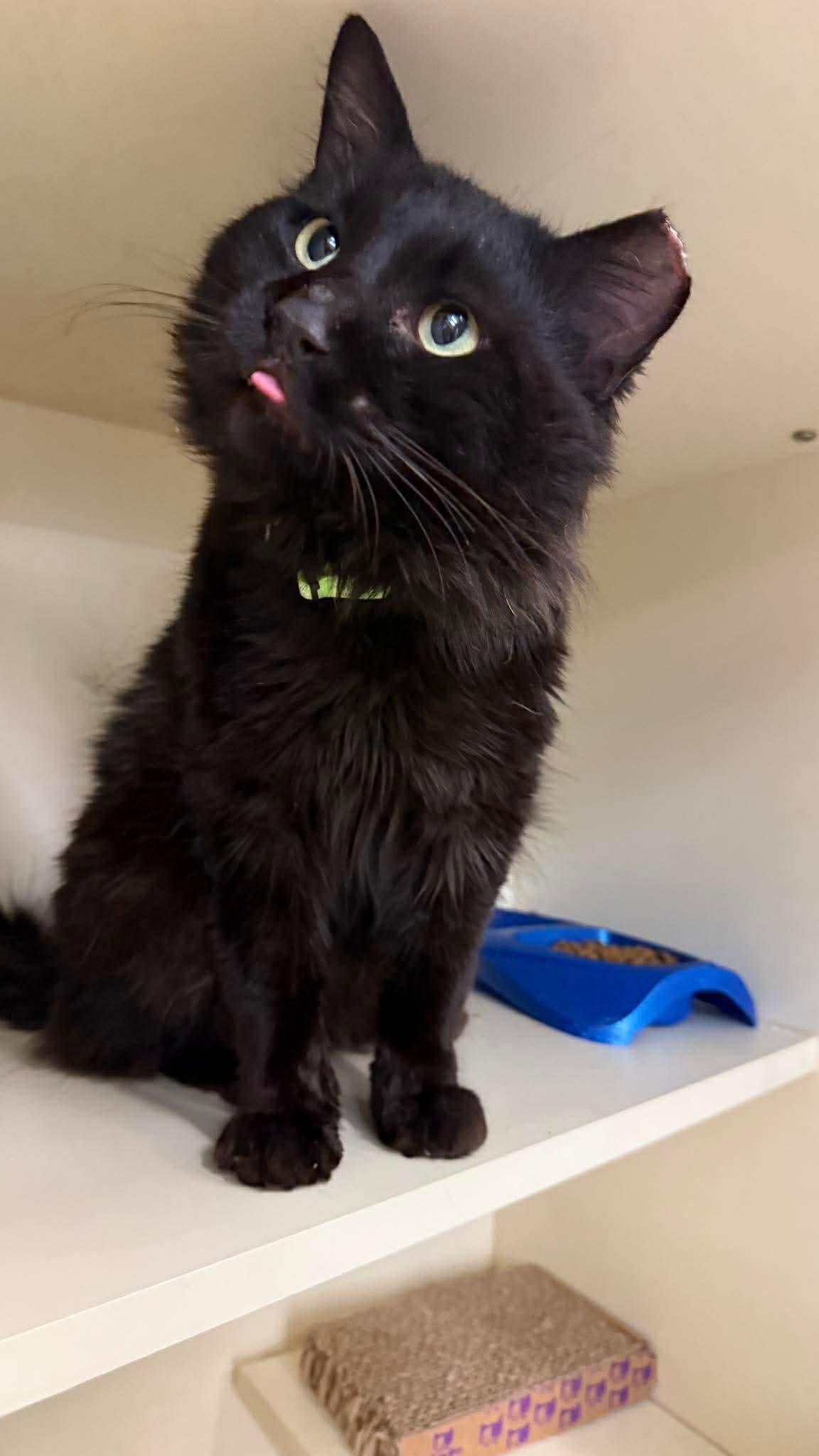 Enlarge Midnight, an adopted Domestic Long Hair in Beckley, WV image 3/5