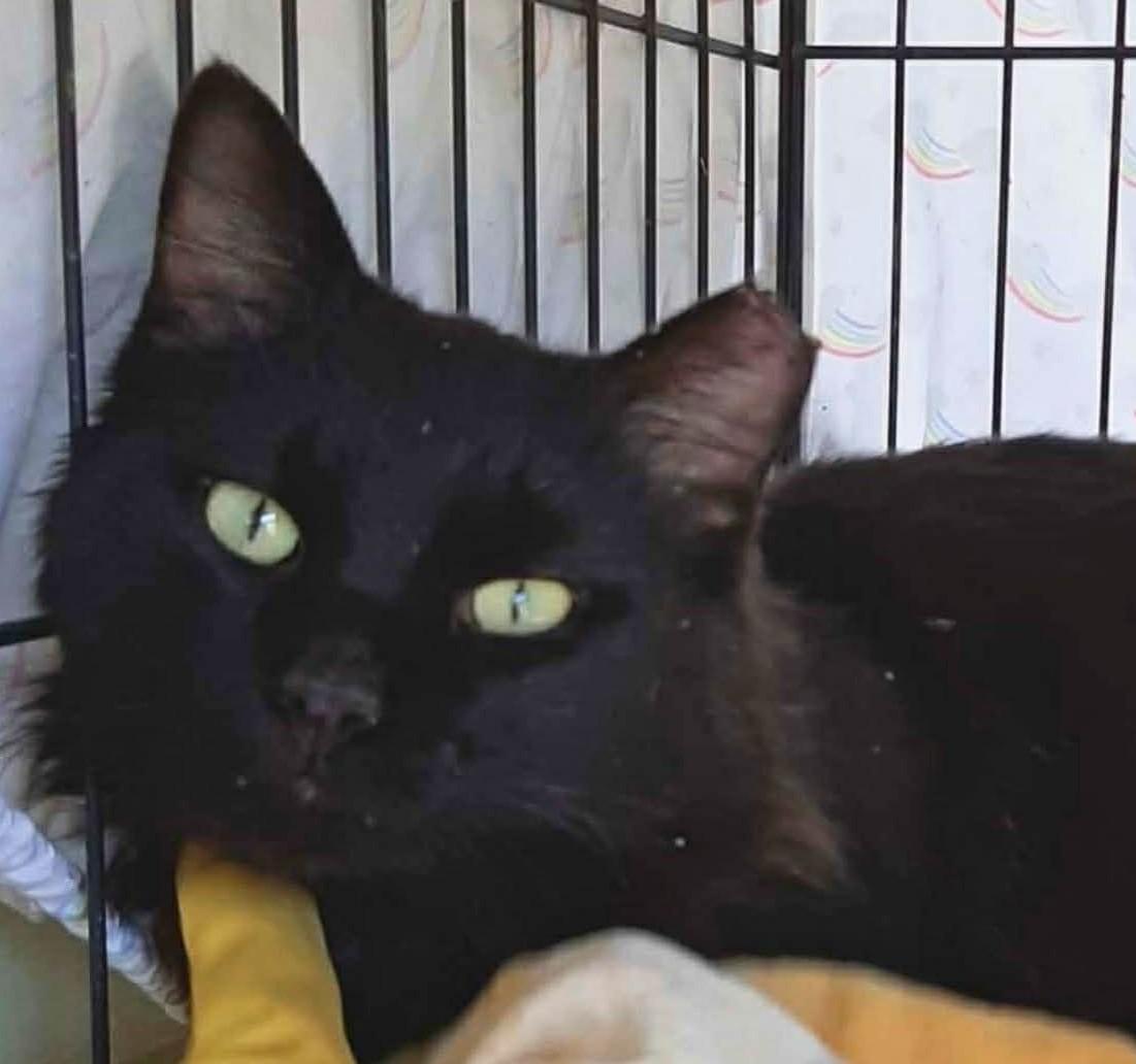 Midnight, adopted, Young Male Domestic Long Hair.