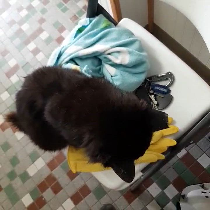 Enlarge Midnight, an adopted Domestic Long Hair in Beckley, WV video 5/5