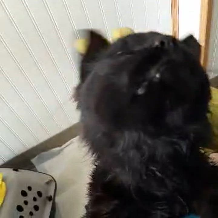 Enlarge Midnight, an adopted Domestic Long Hair in Beckley, WV video 4/5