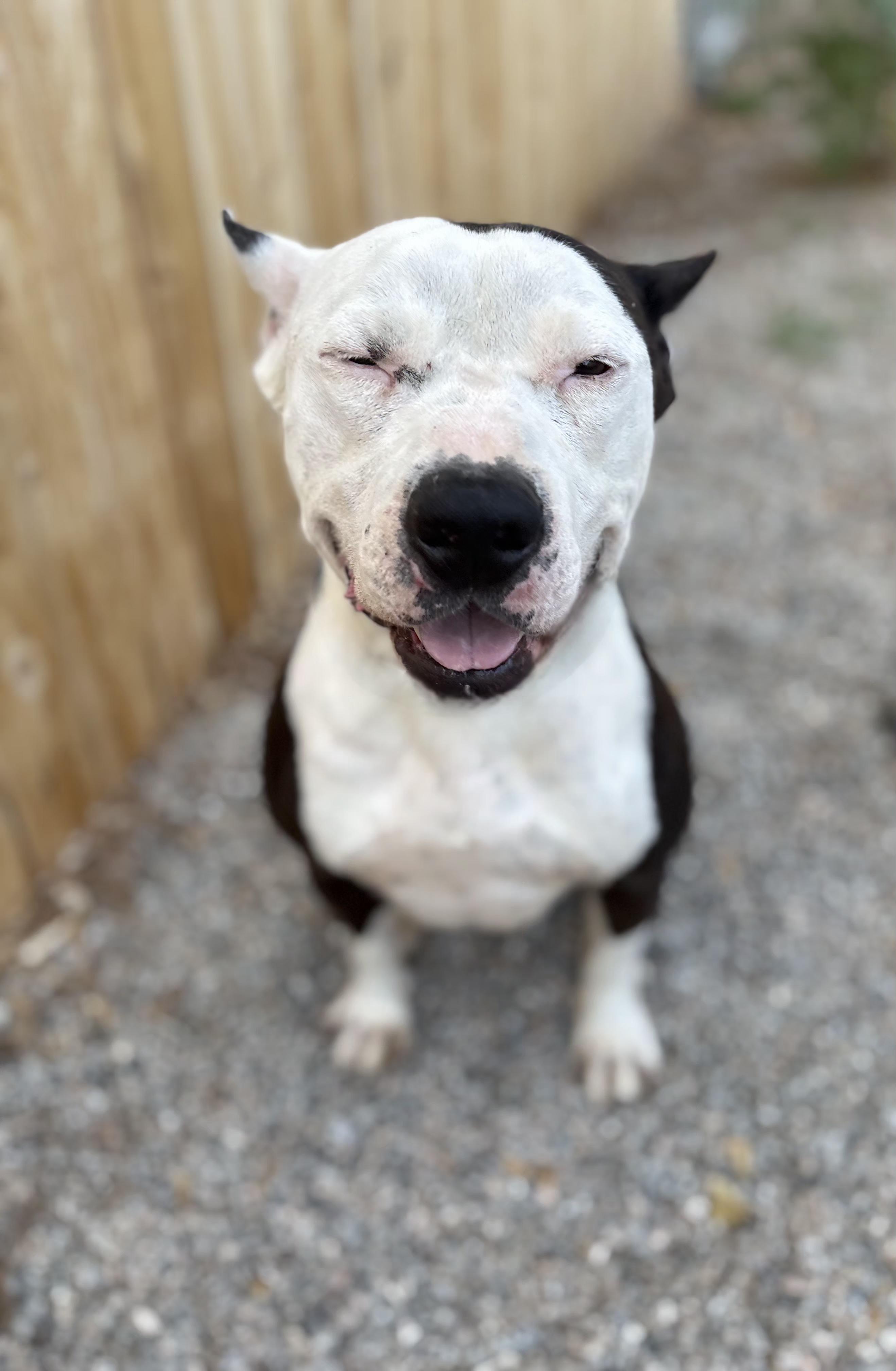 BILLY, Adoptable, Adult Male Pit Bull Terrier.