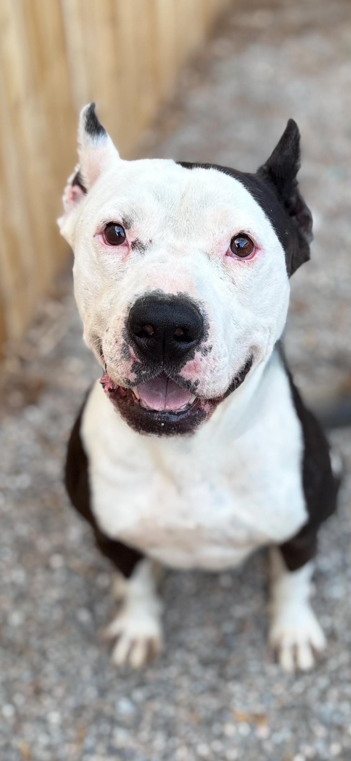 Enlarge BILLY, a Adoptable Pit Bull Terrier in Seattle , WA image 2/3