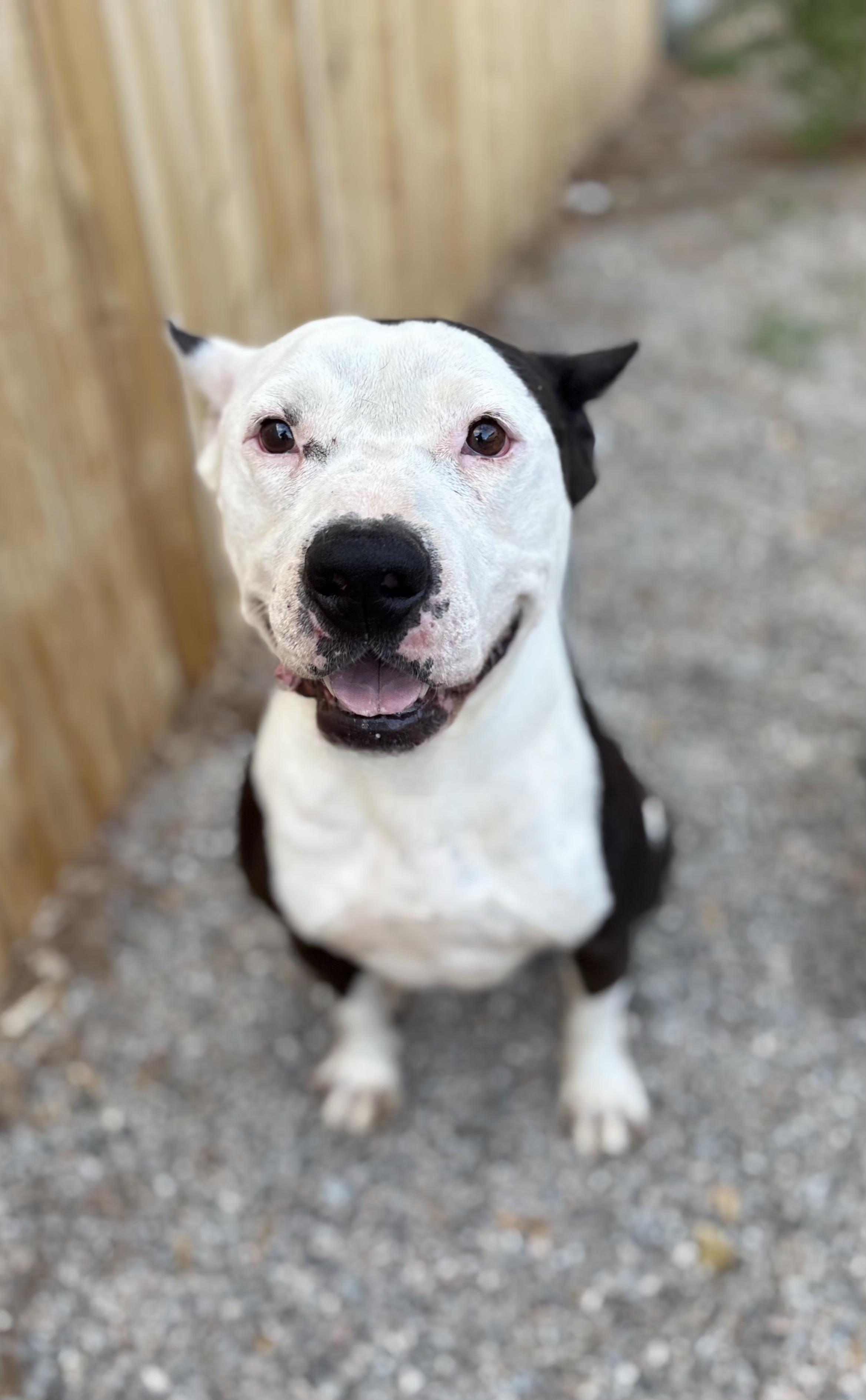 Enlarge BILLY, a Adoptable Pit Bull Terrier in Seattle , WA image 3/3