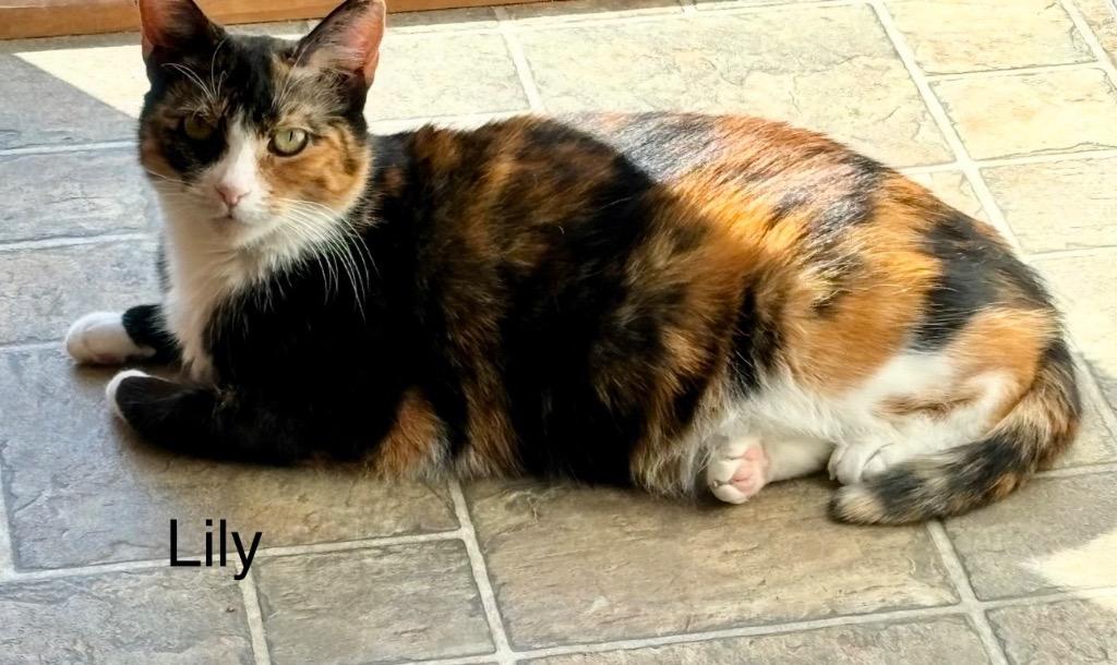 Lili, Adoptable, Adult Female Calico.