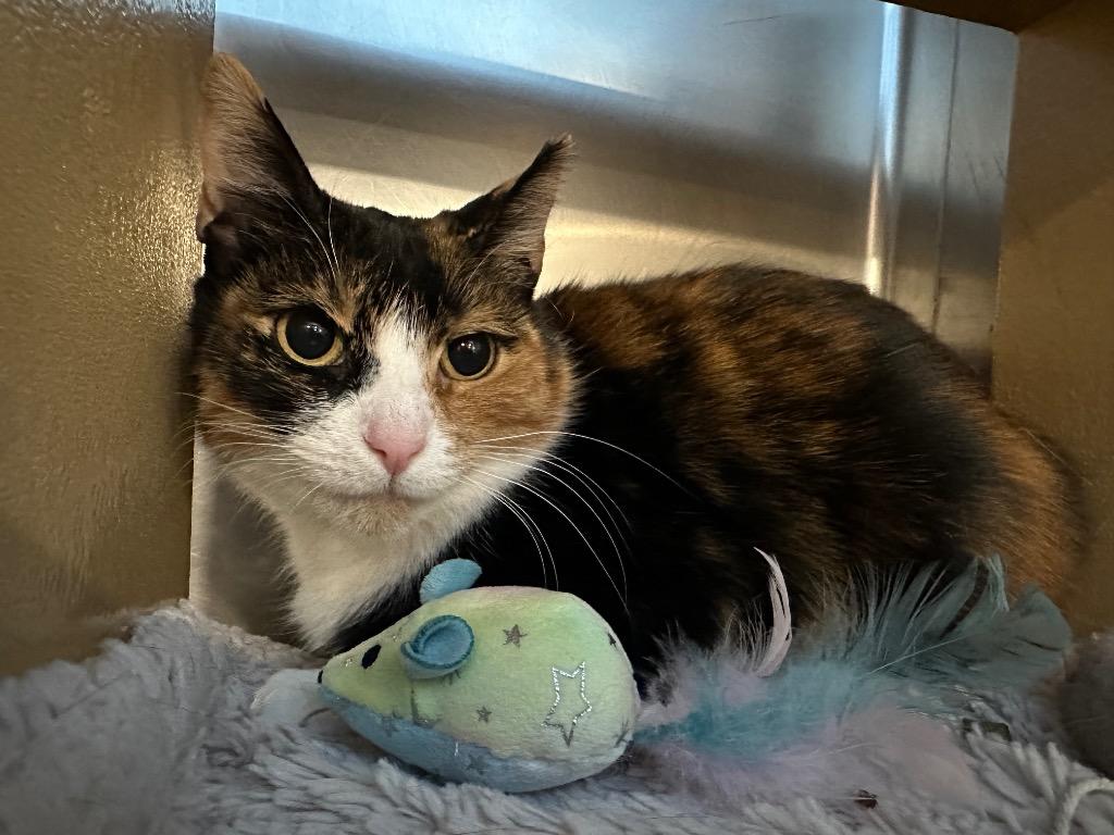 Enlarge Lili, a Adoptable Calico in Ewing, NJ image 2/2